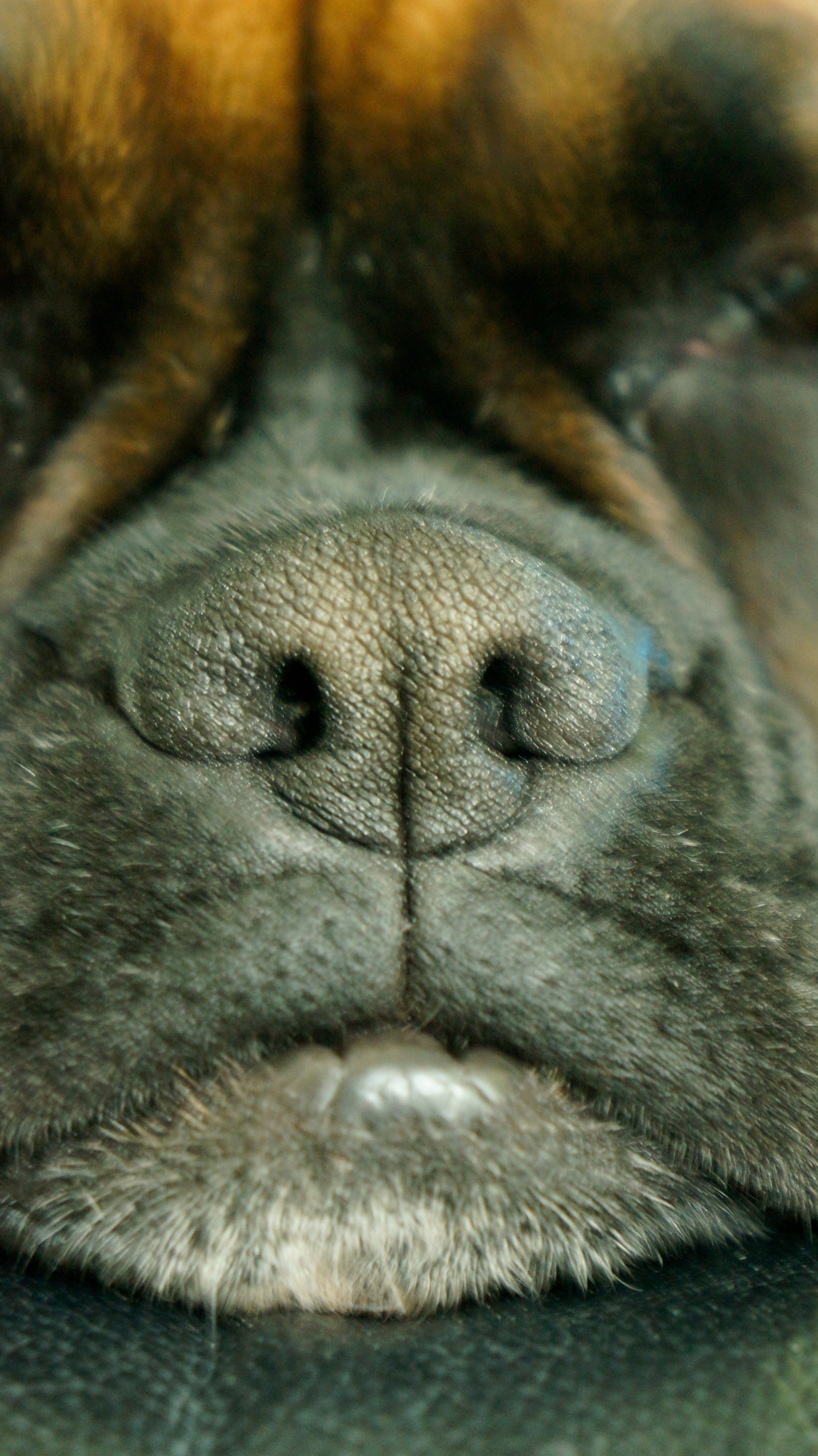 My ״Star״ Boxer Dog