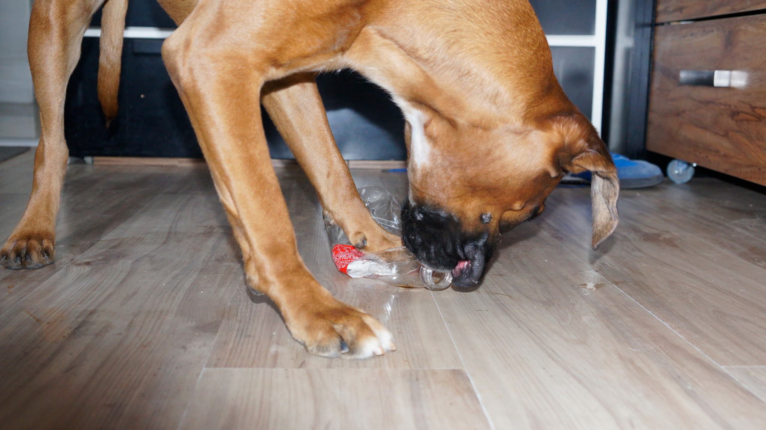 My ״Star״ Boxer Dog