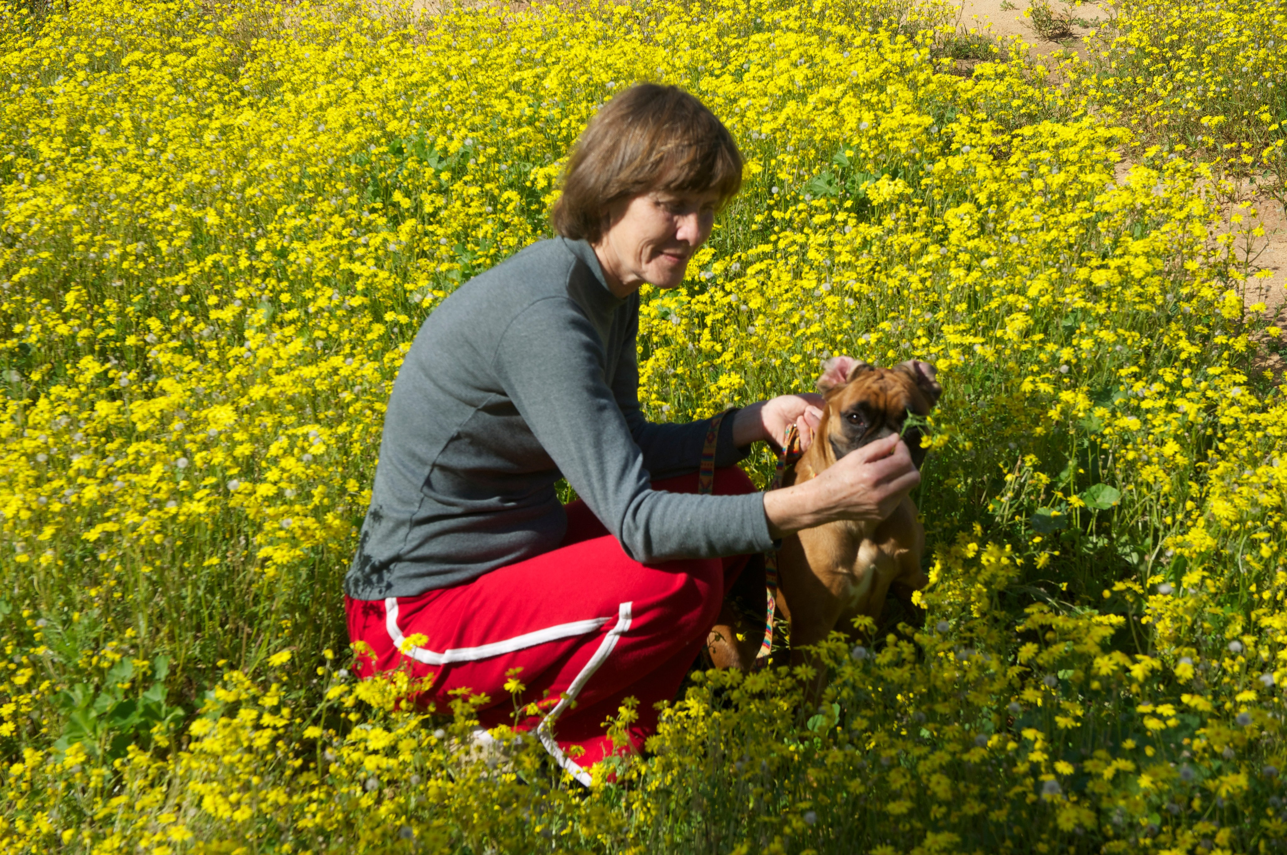 My ״Star״ Boxer Dog