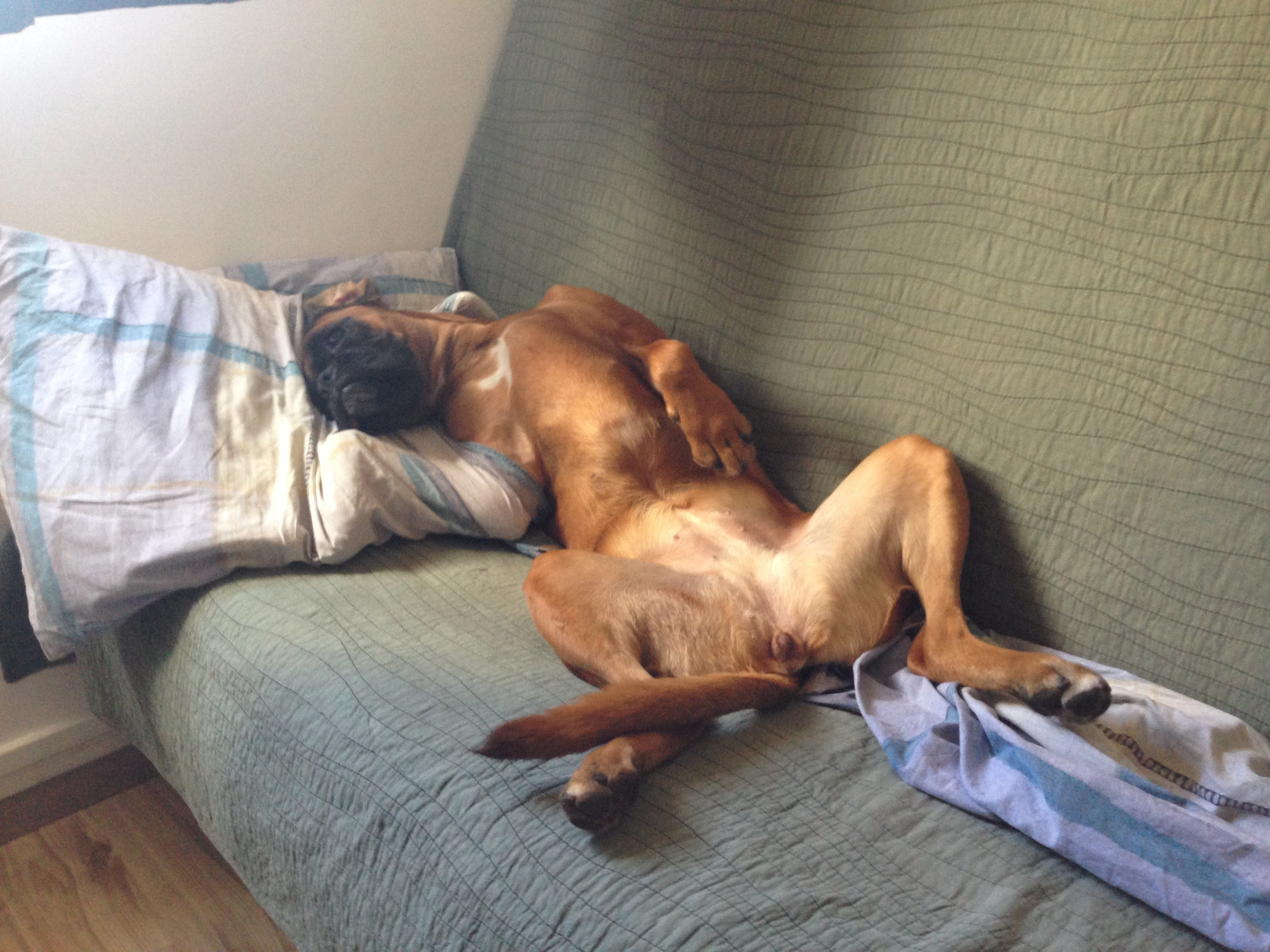 My ״Star״ Boxer Dog