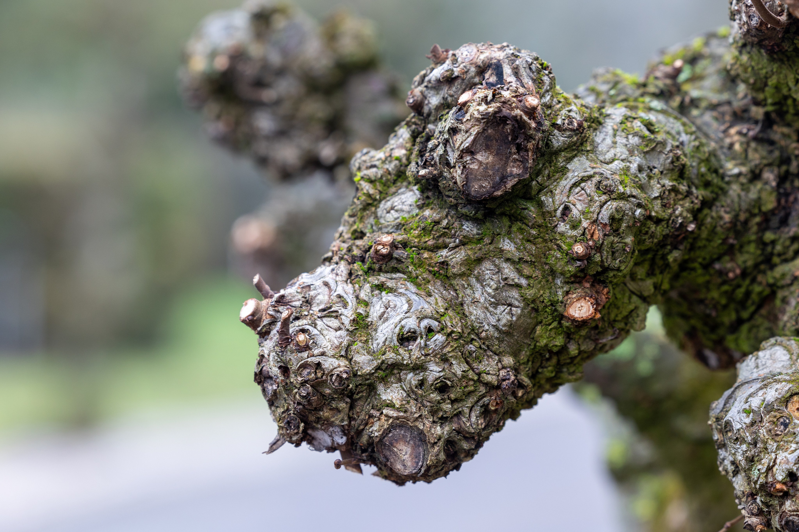 Forår. Fotograf Aarhus | Portrætfoto Århus | Flotte billeder