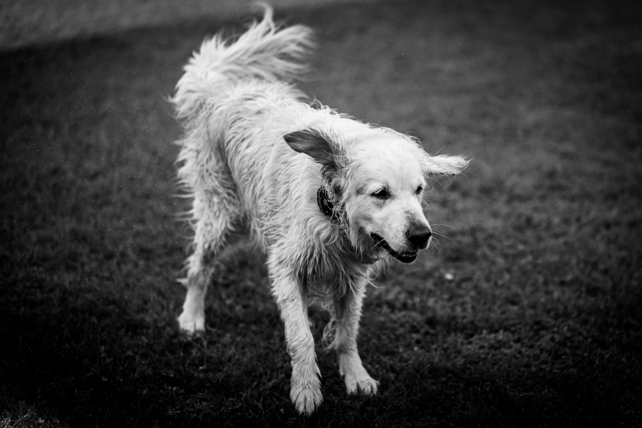 crno-bela fotografija psa