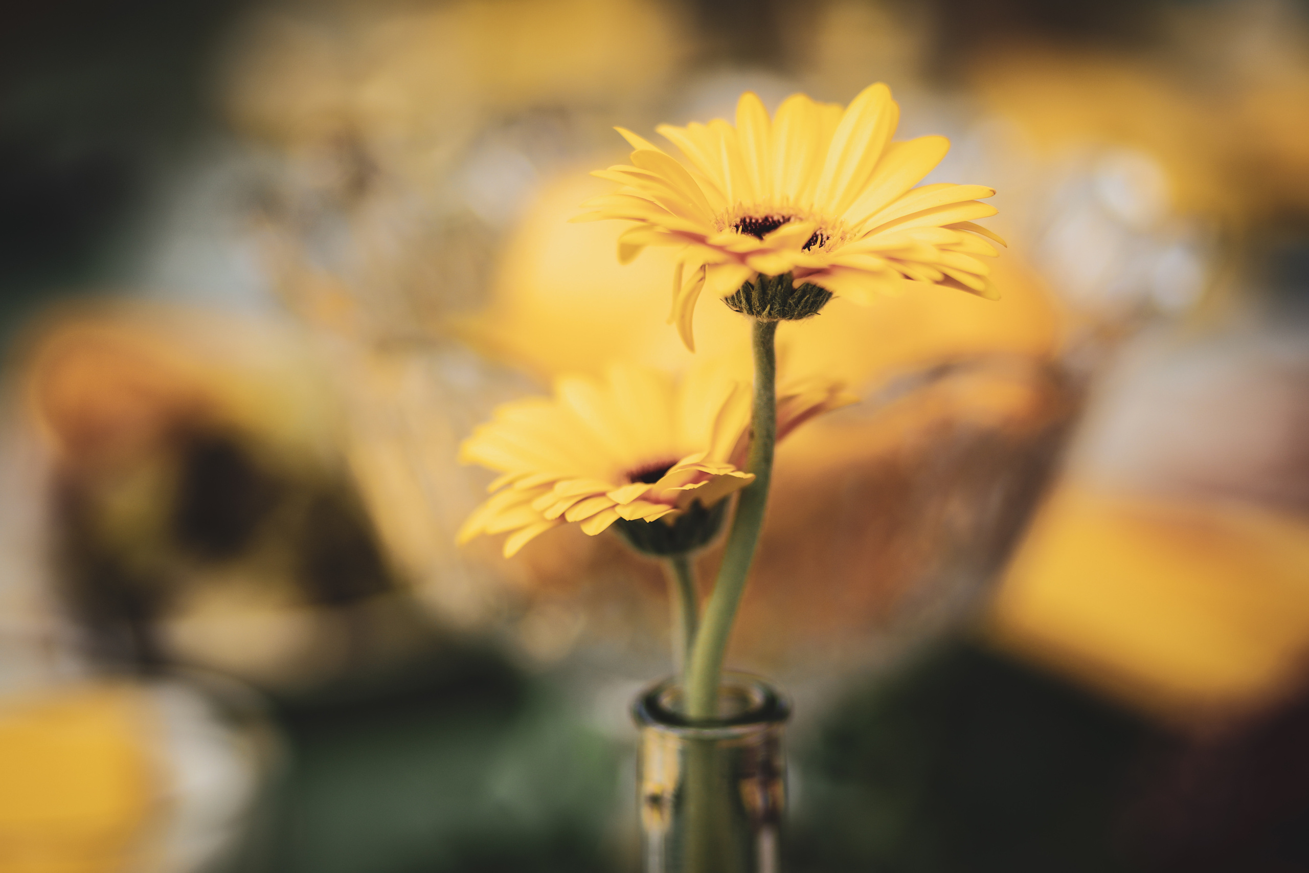 fotografisanje maslačka