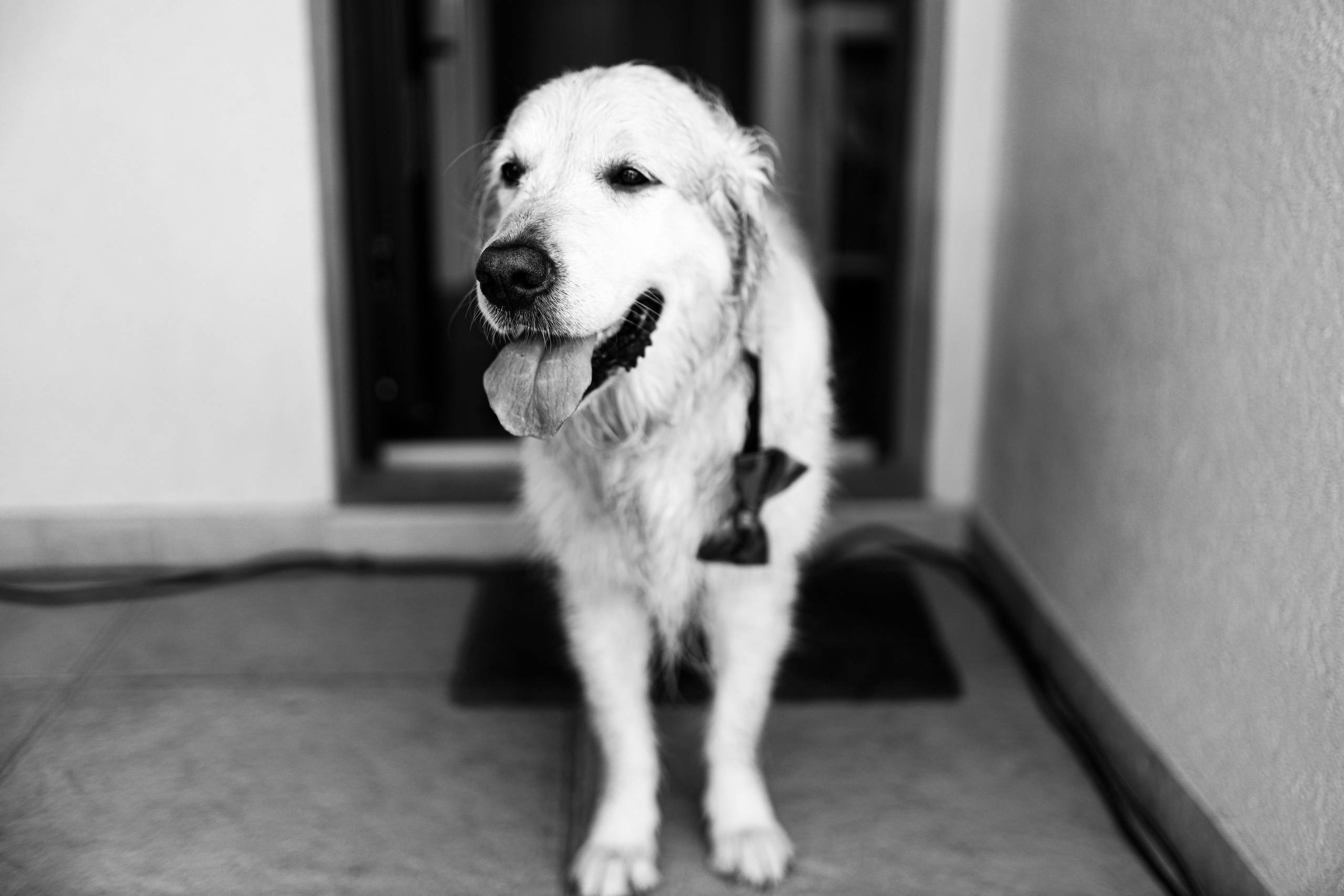 crno-bela fotografija zlatnog retrivera