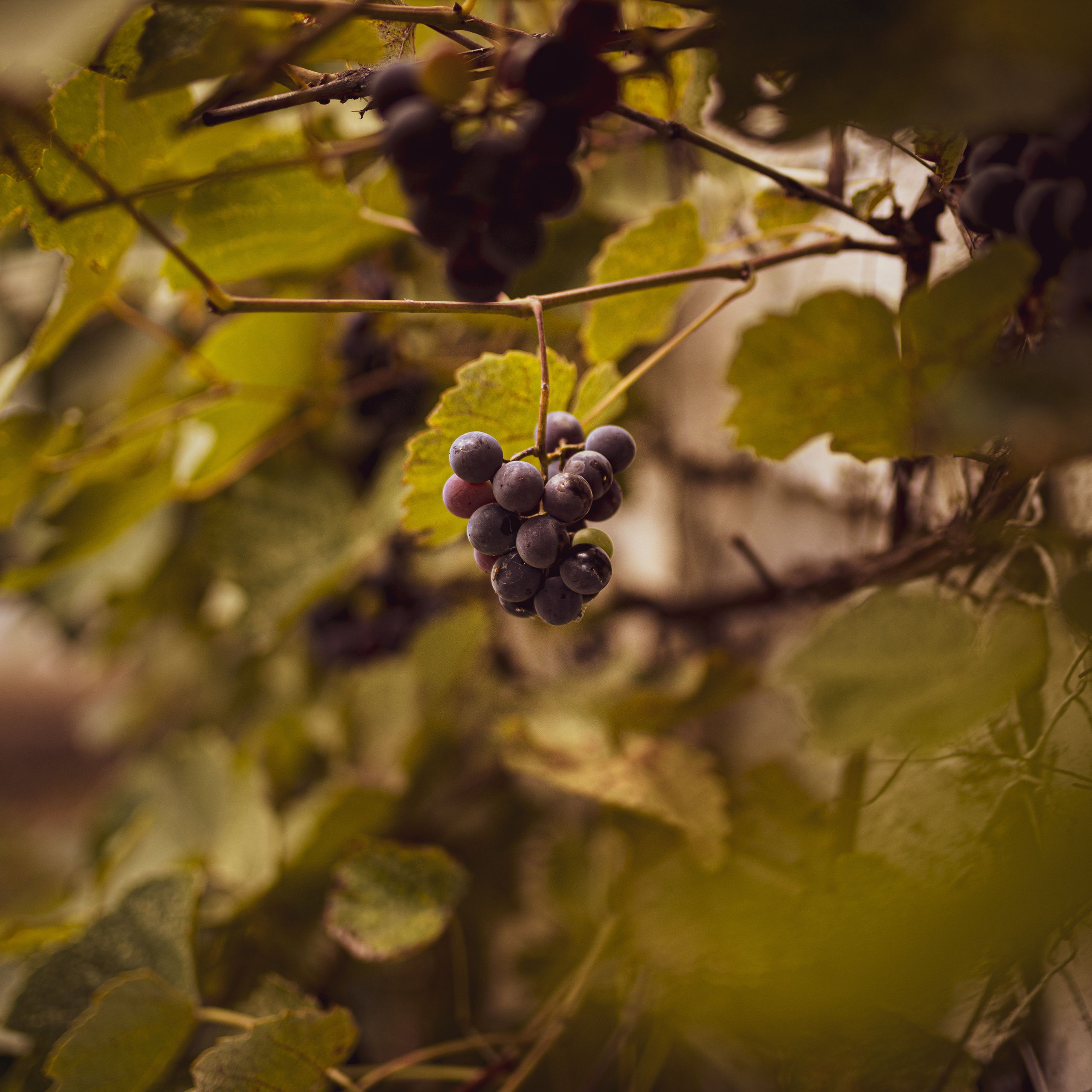 Fotografije enterijera vikendice za odmor u Vrdniku