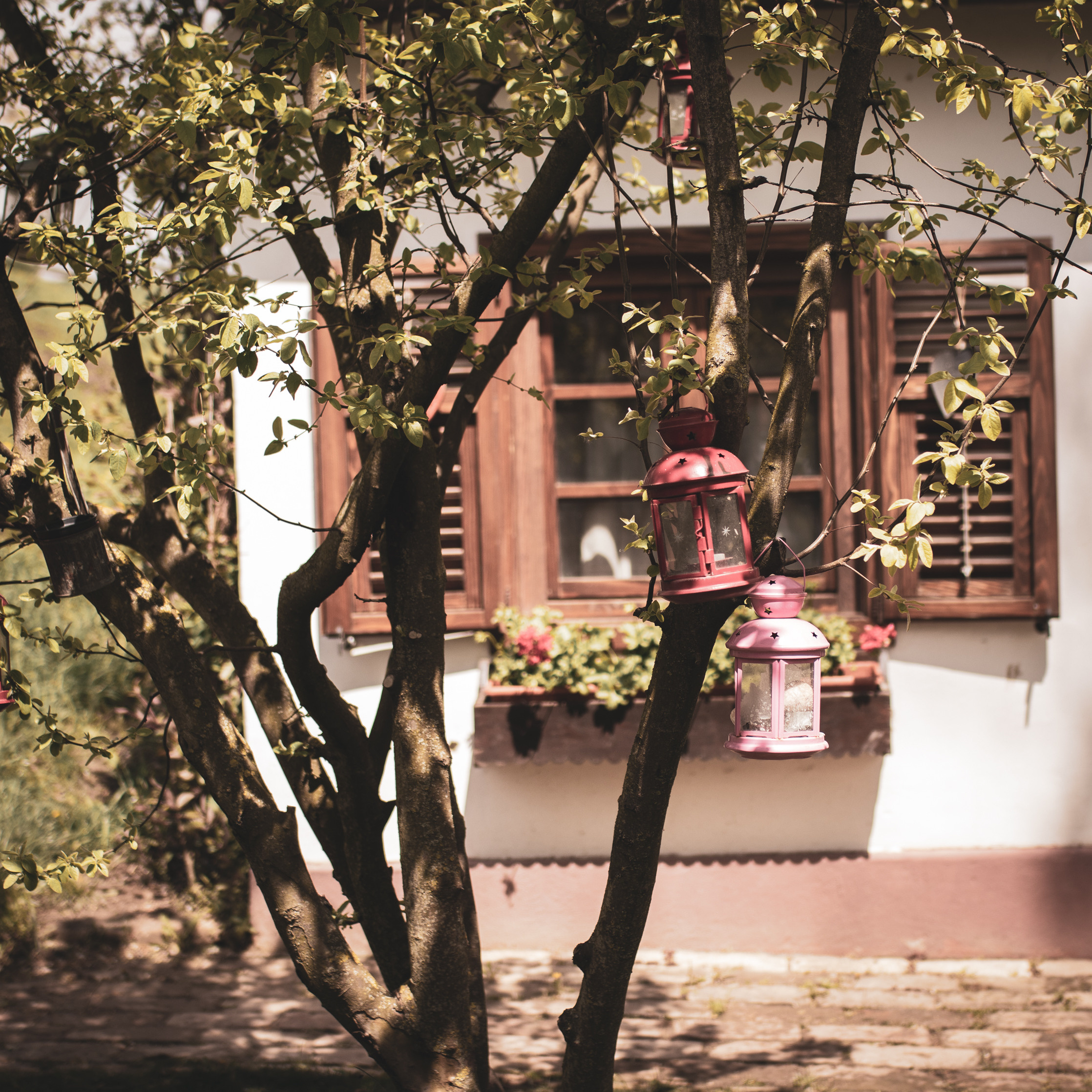 Fotografije skrivene vinarije za odmor za dušu u podnožju Fruške gore