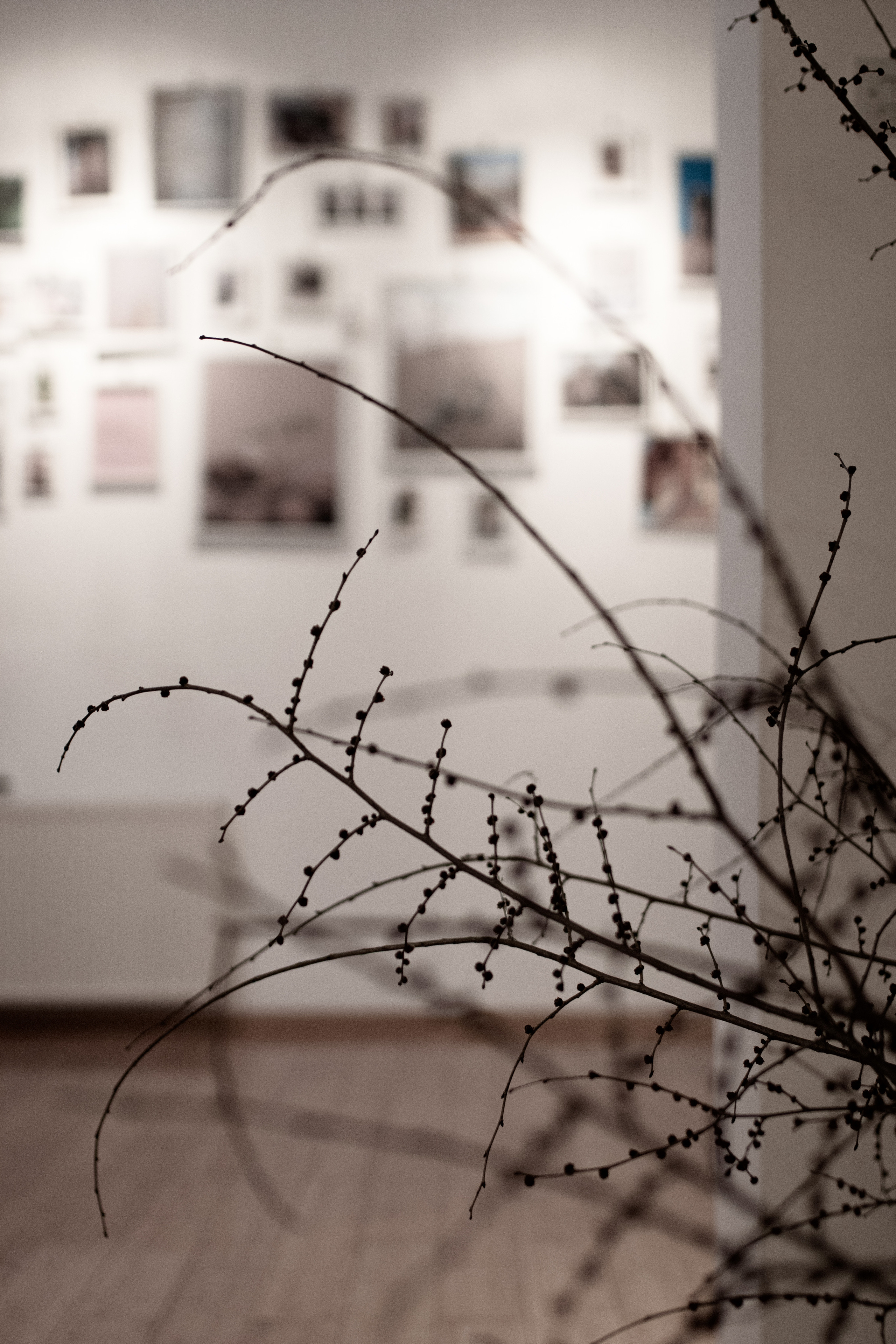 Fotografije sa predivne izložbe