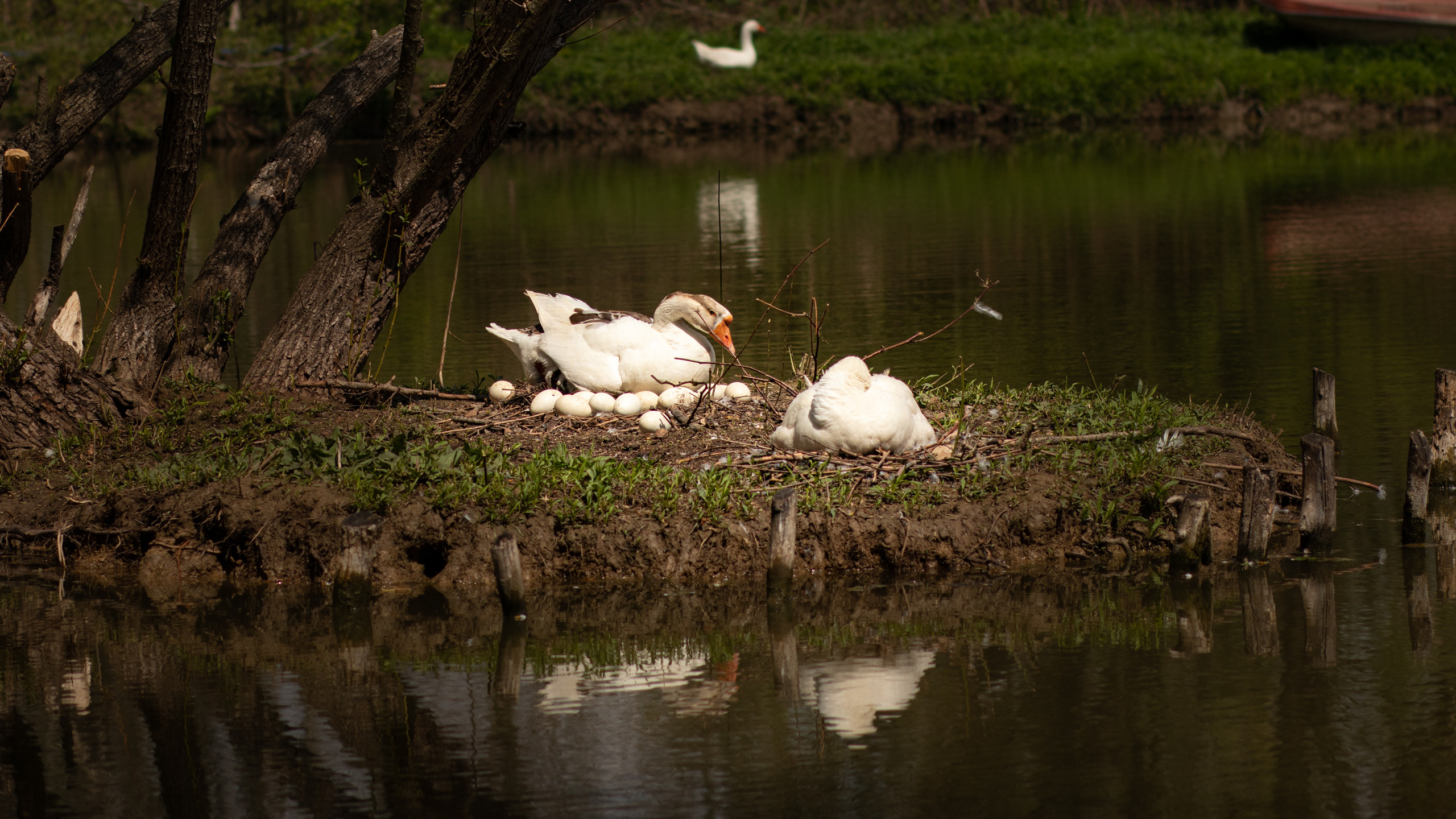 Fotografije skrivene vinarije za odmor za dušu u podnožju Fruške gore