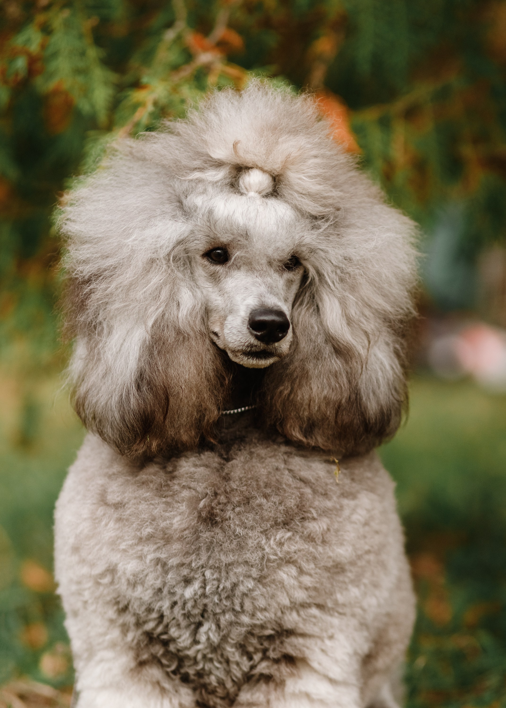 Dog shows | the best ones. Kaja | fotograf psów we Wrocławiu