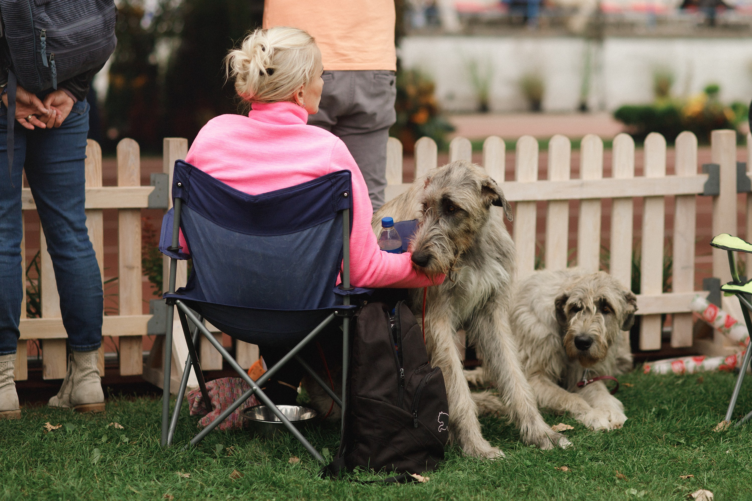 Dog shows | the best ones. Kaja | fotograf psów we Wrocławiu