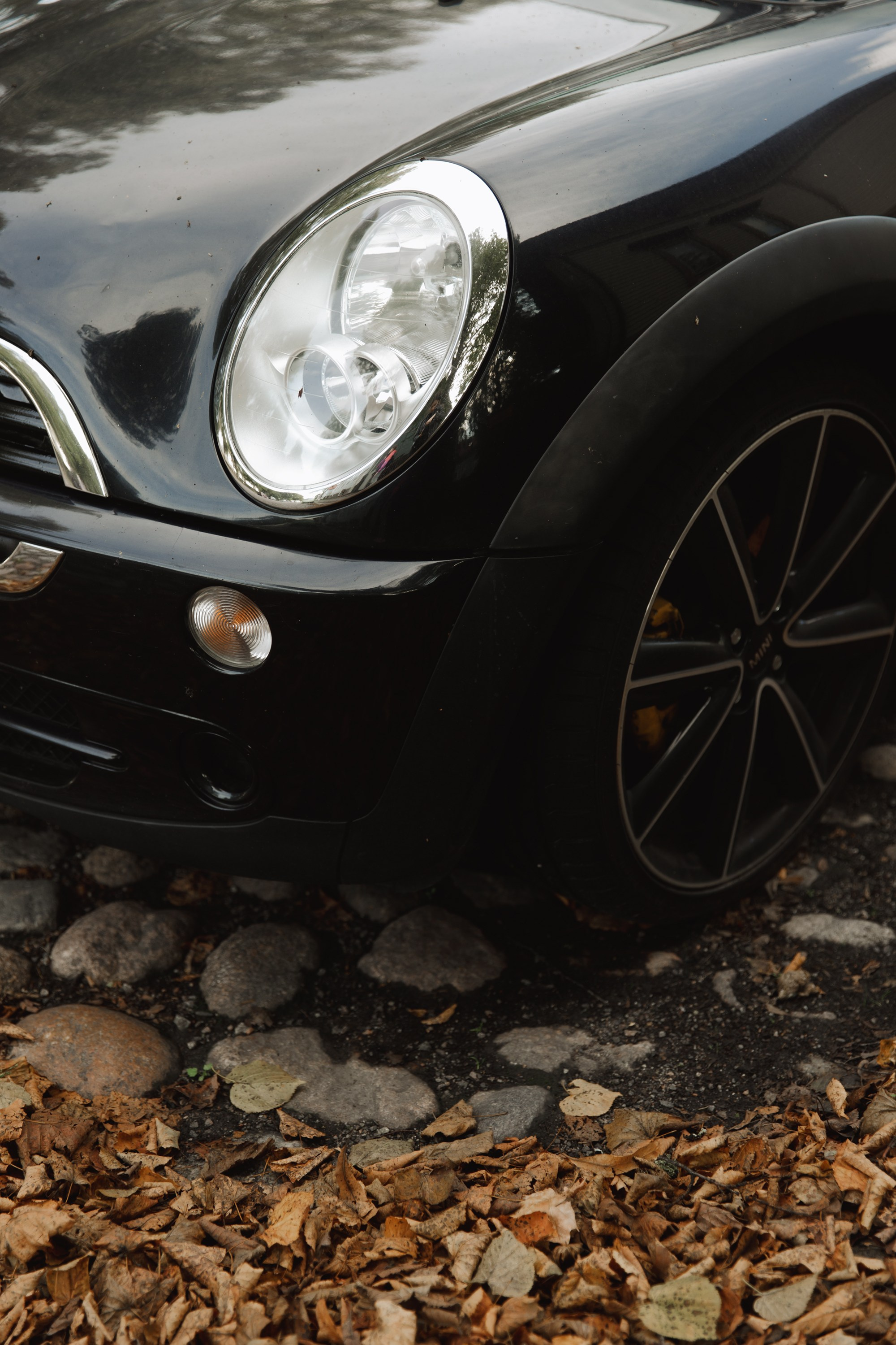 Turku. Kaja | fotograf psów we Wrocławiu