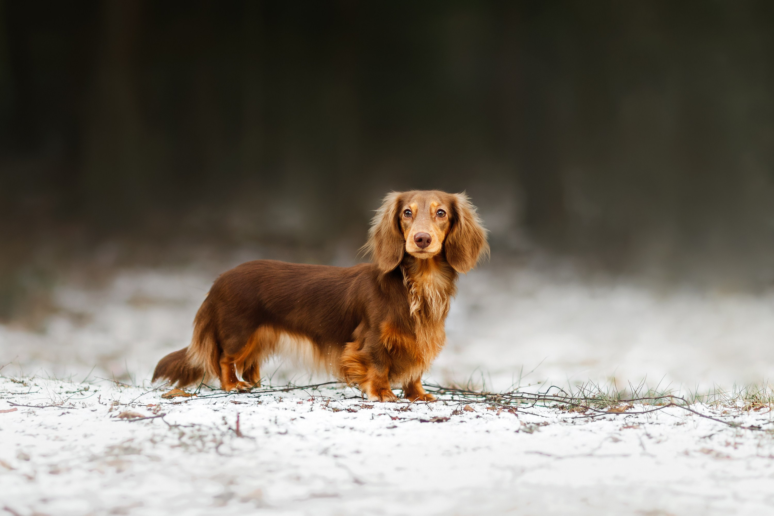Corgi kennel & some other dogs in the forest. Kaja | fotograf psów we Wrocławiu