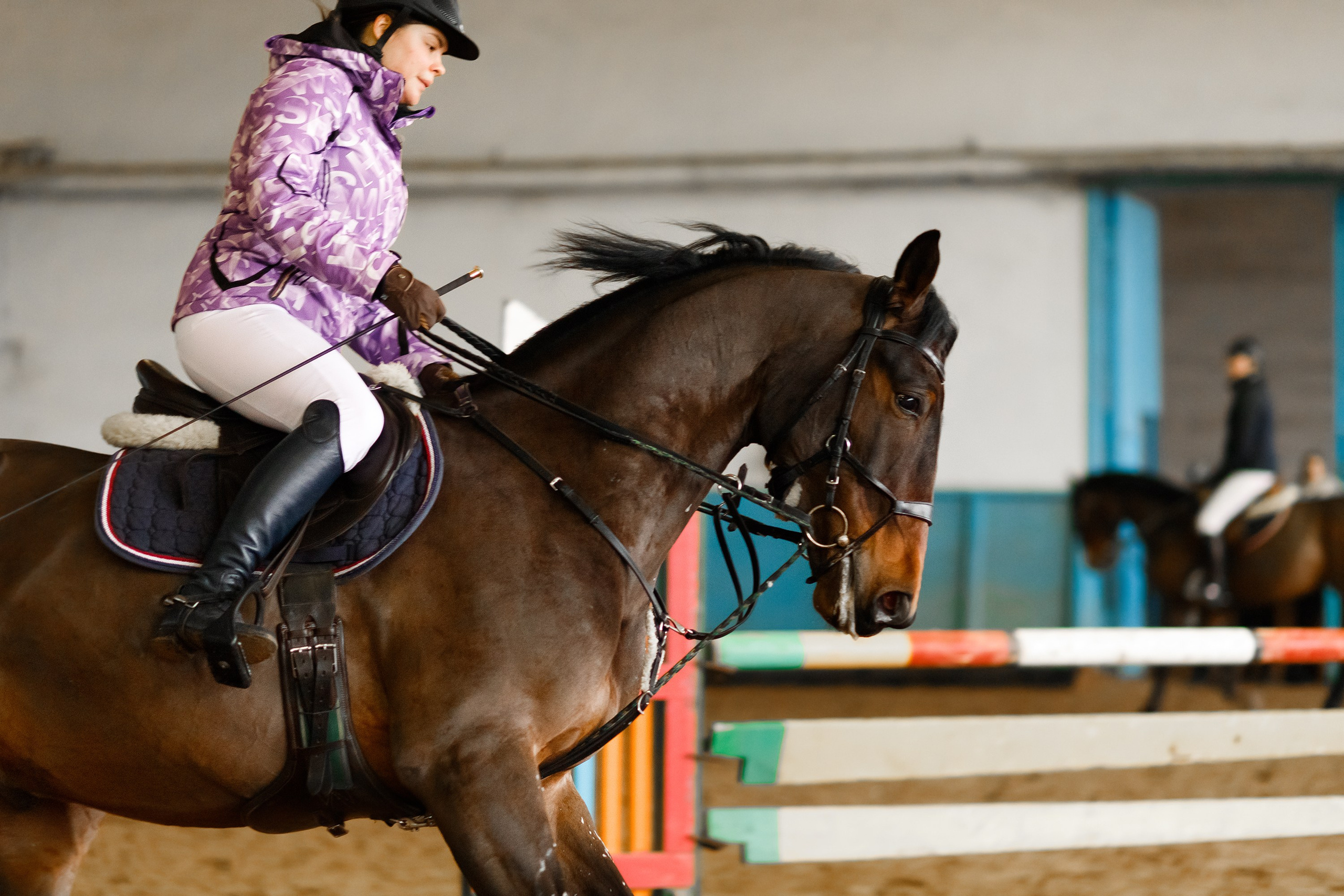 Winter show jumping in «Progress». Kaja | fotograf we Wrocławiu | ludzie i psy