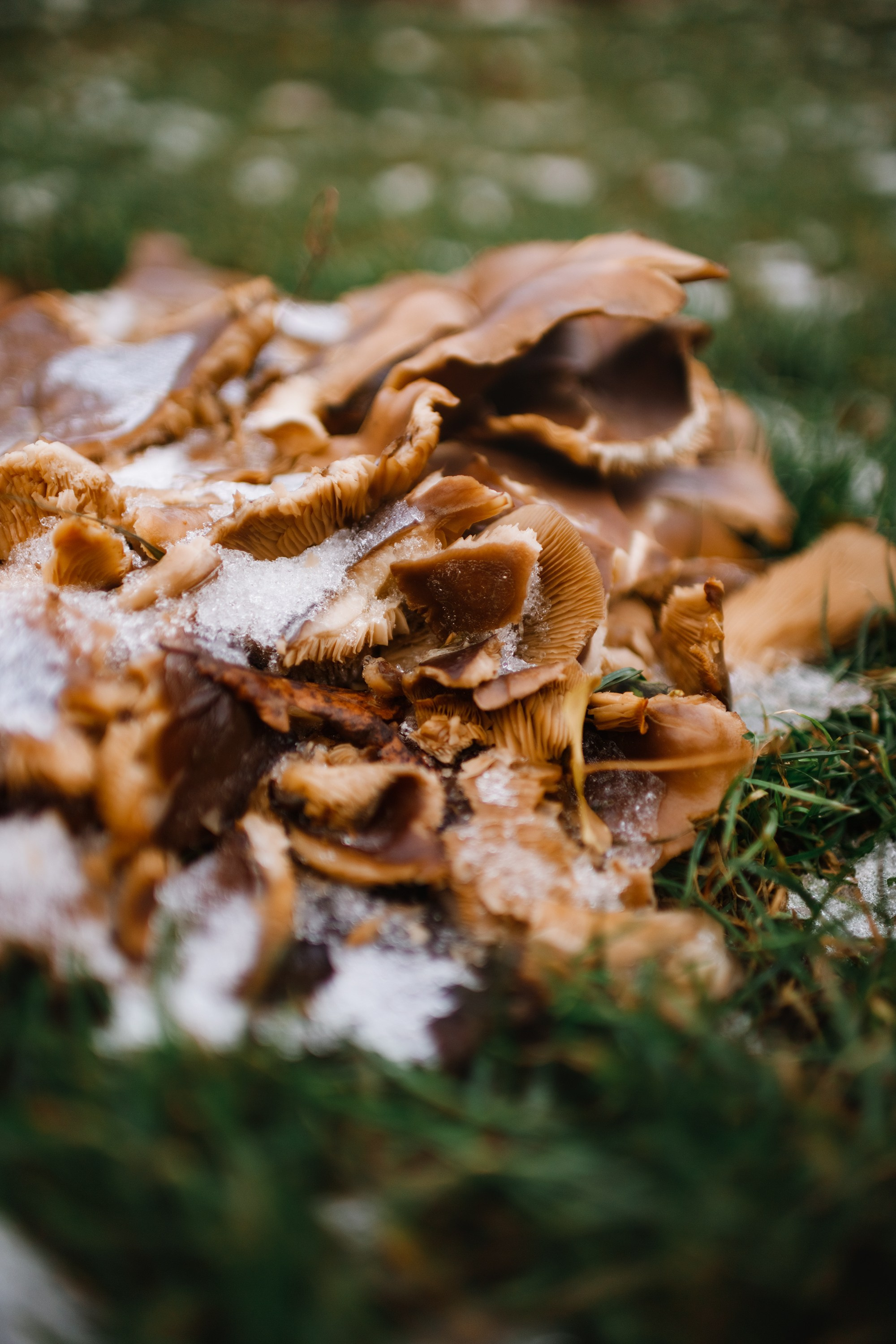 Bolków castle. Kaja | fotograf we Wrocławiu | ludzie i psy