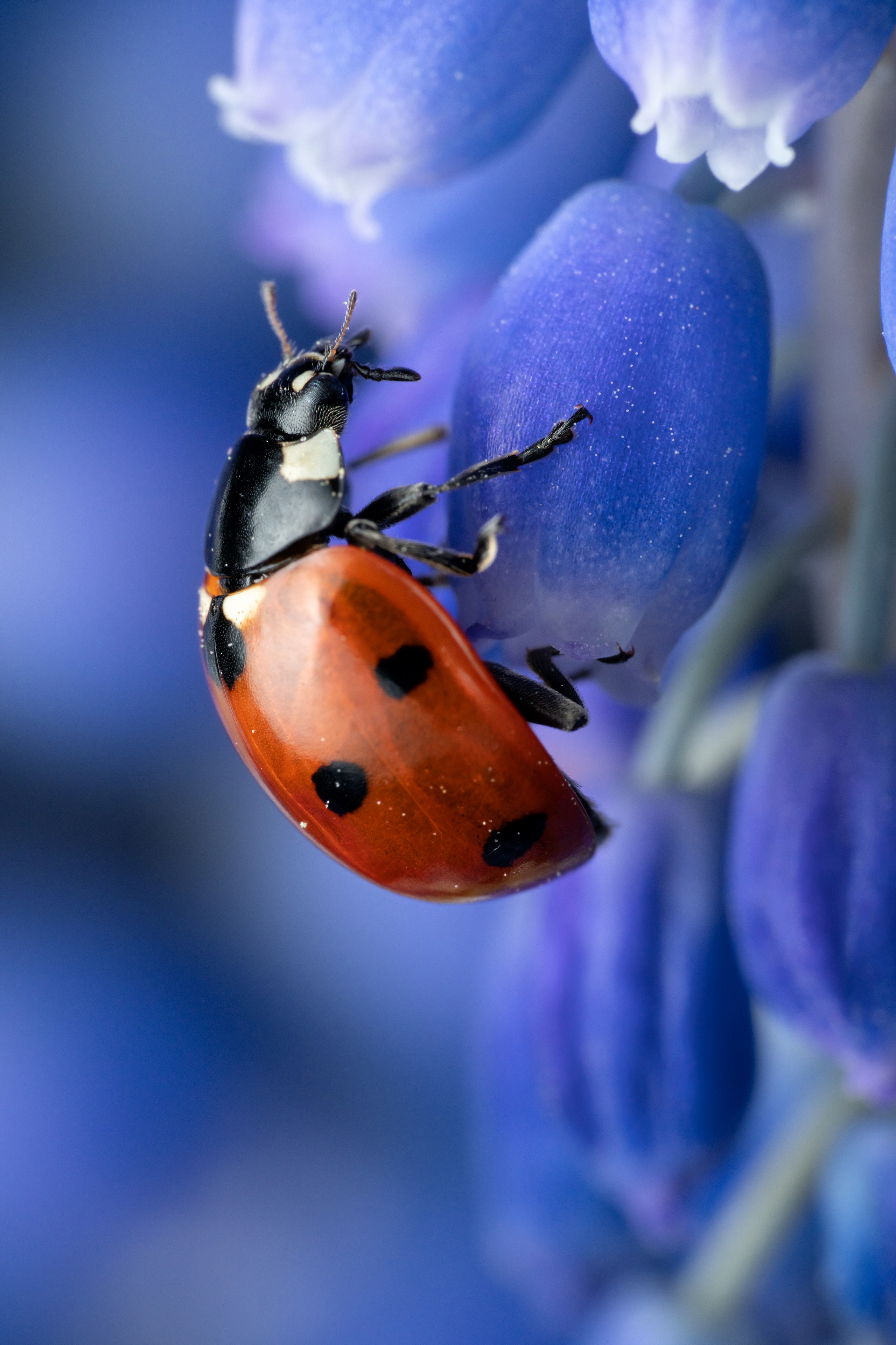 Makro. Kinder- und Familienfotograf in  Sachsen-Anhalt Svetlana Glassl