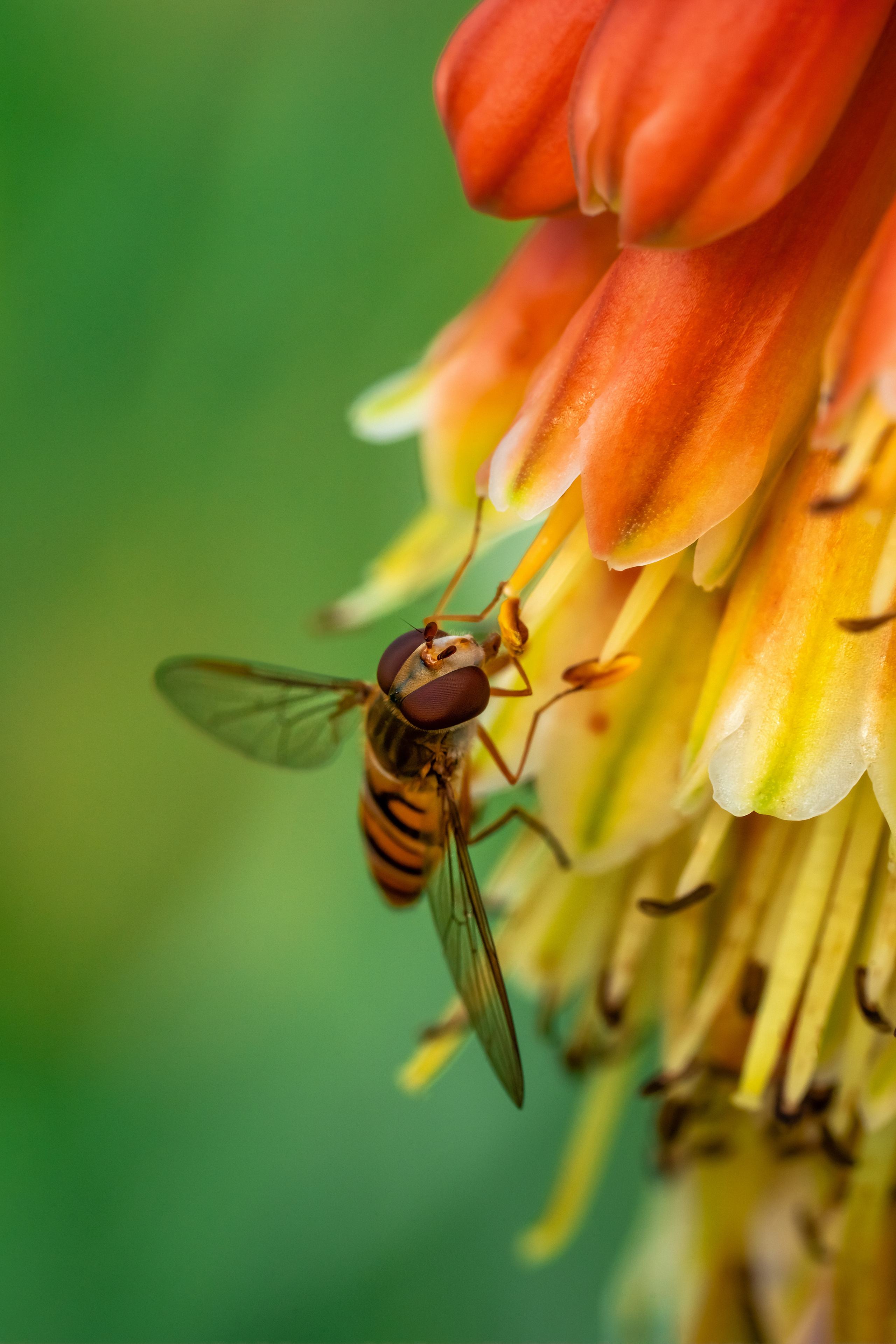 Makro. Kinder- und Familienfotograf in  Sachsen-Anhalt Svetlana Glassl