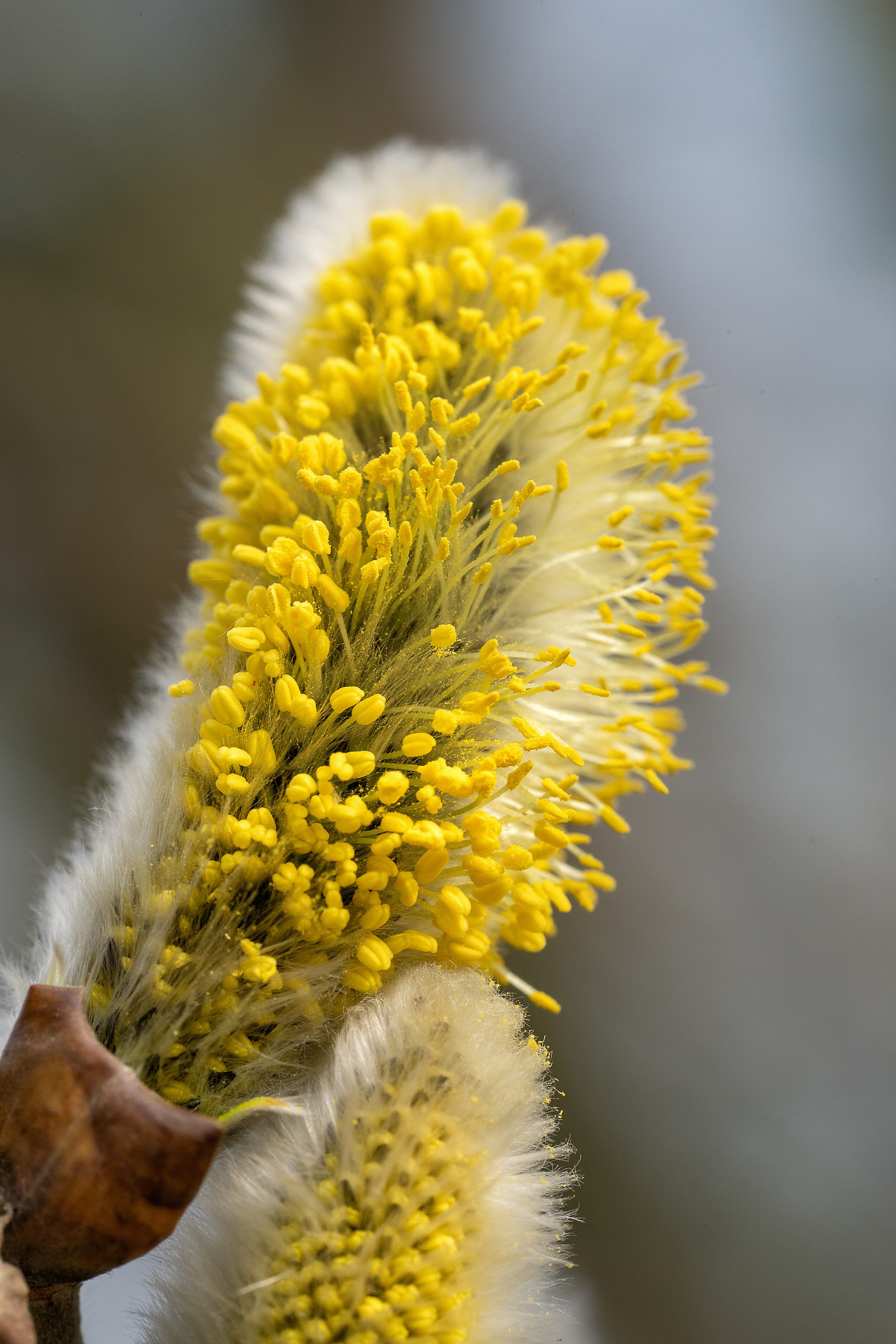 Makro. Kinder- und Familienfotograf in  Sachsen-Anhalt Svetlana Glassl