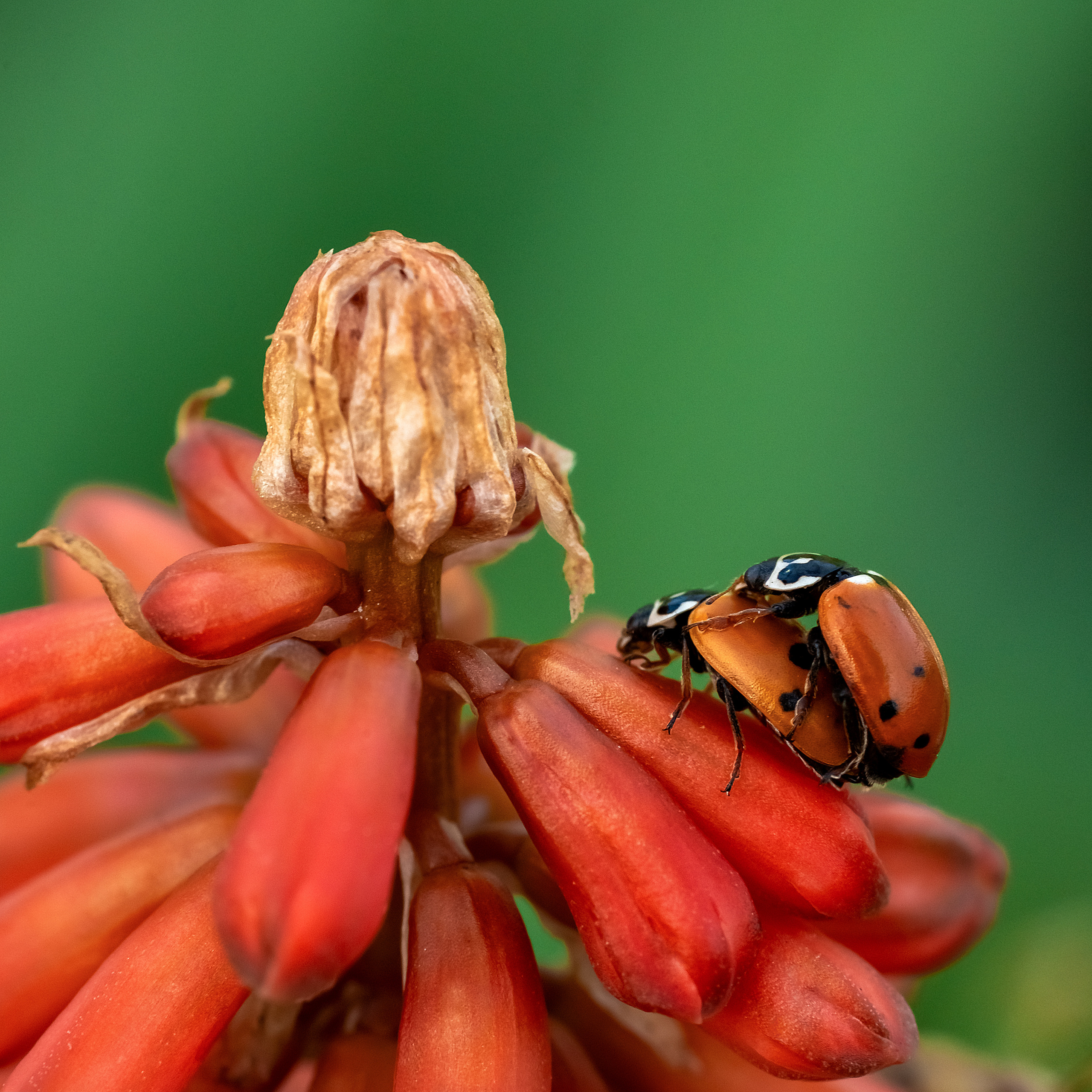 Makro. Kinder- und Familienfotograf in  Sachsen-Anhalt Svetlana Glassl