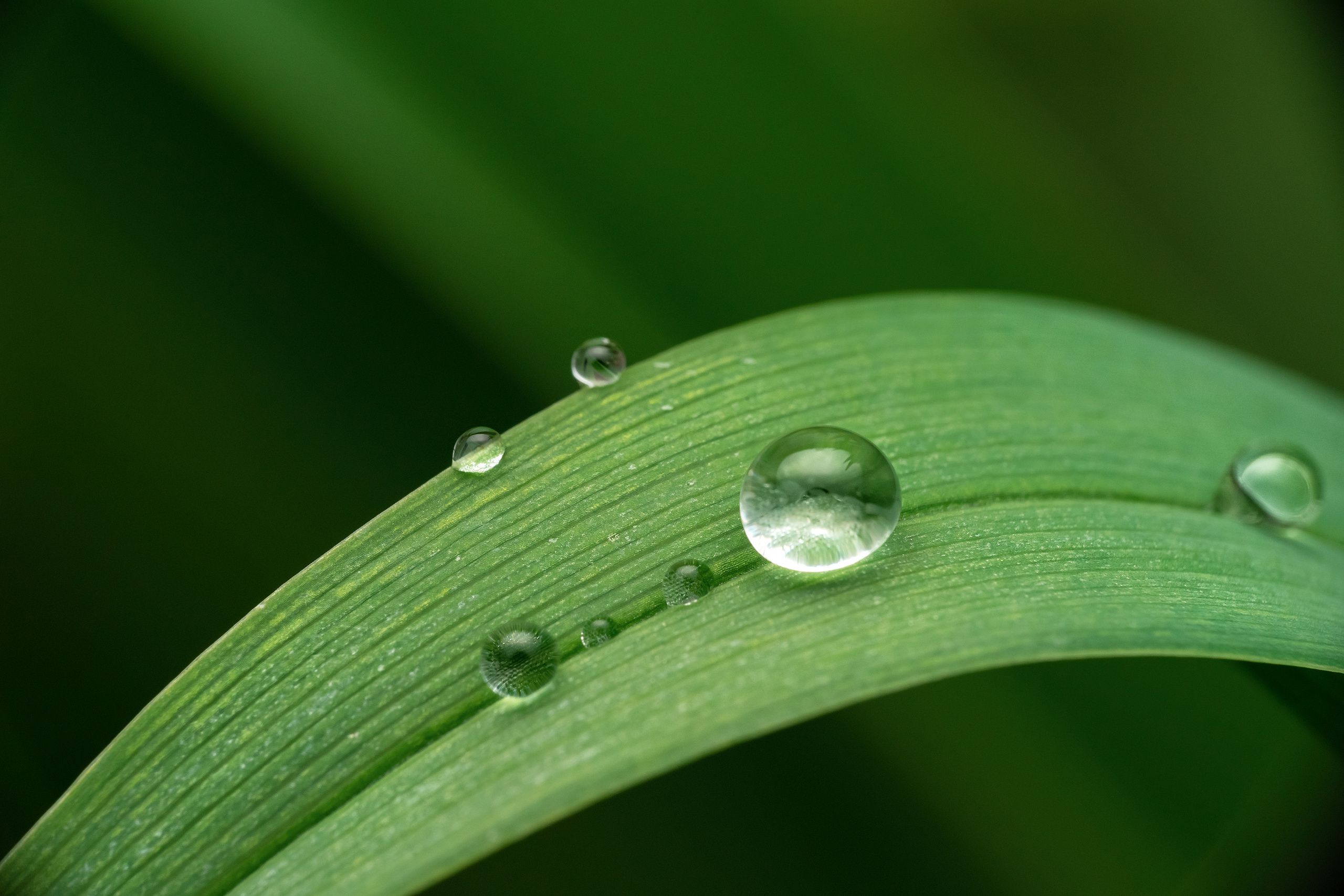Makro. Kinder- und Familienfotograf in  Sachsen-Anhalt Svetlana Glassl