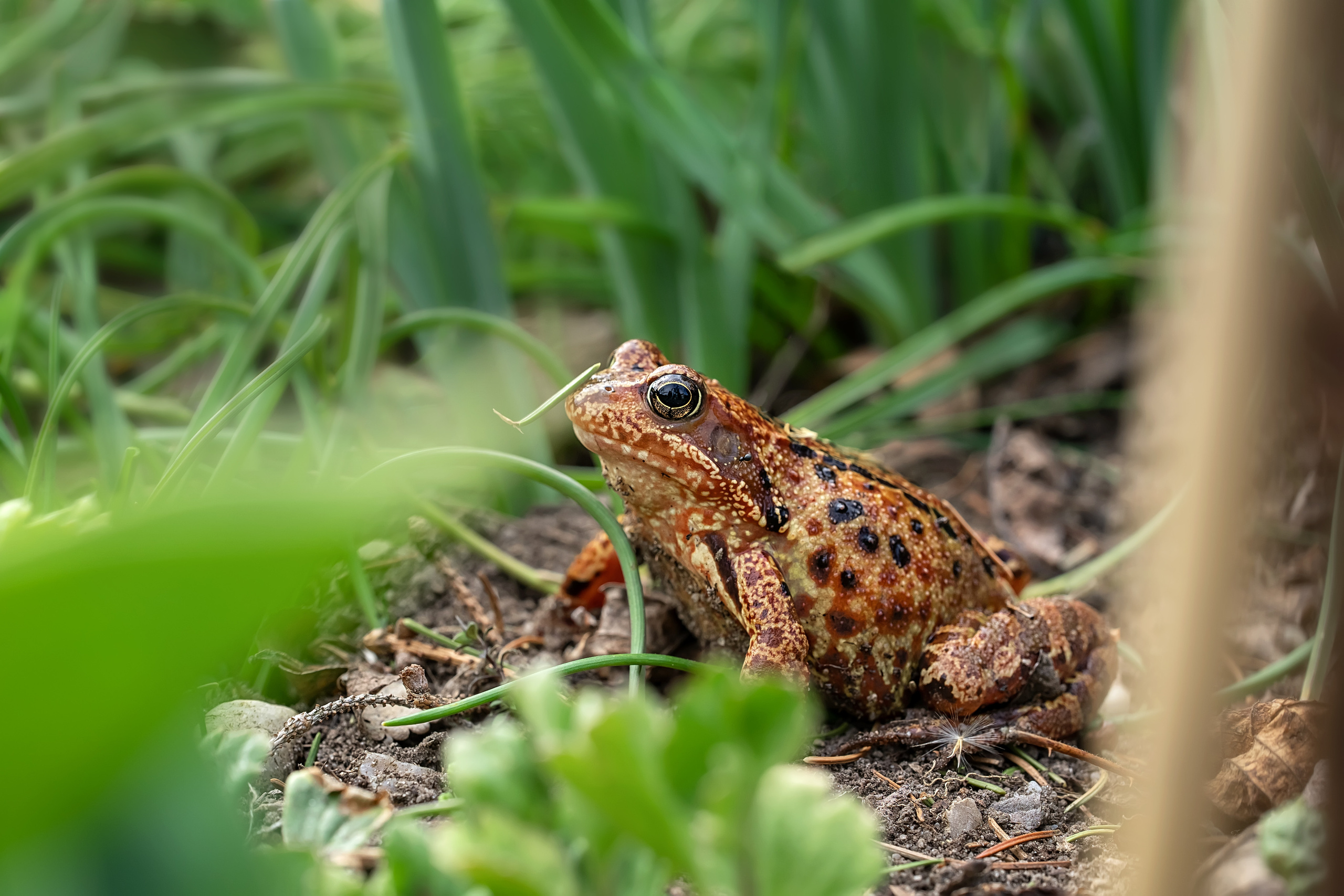 Makro. Kinder- und Familienfotograf in  Sachsen-Anhalt Svetlana Glassl