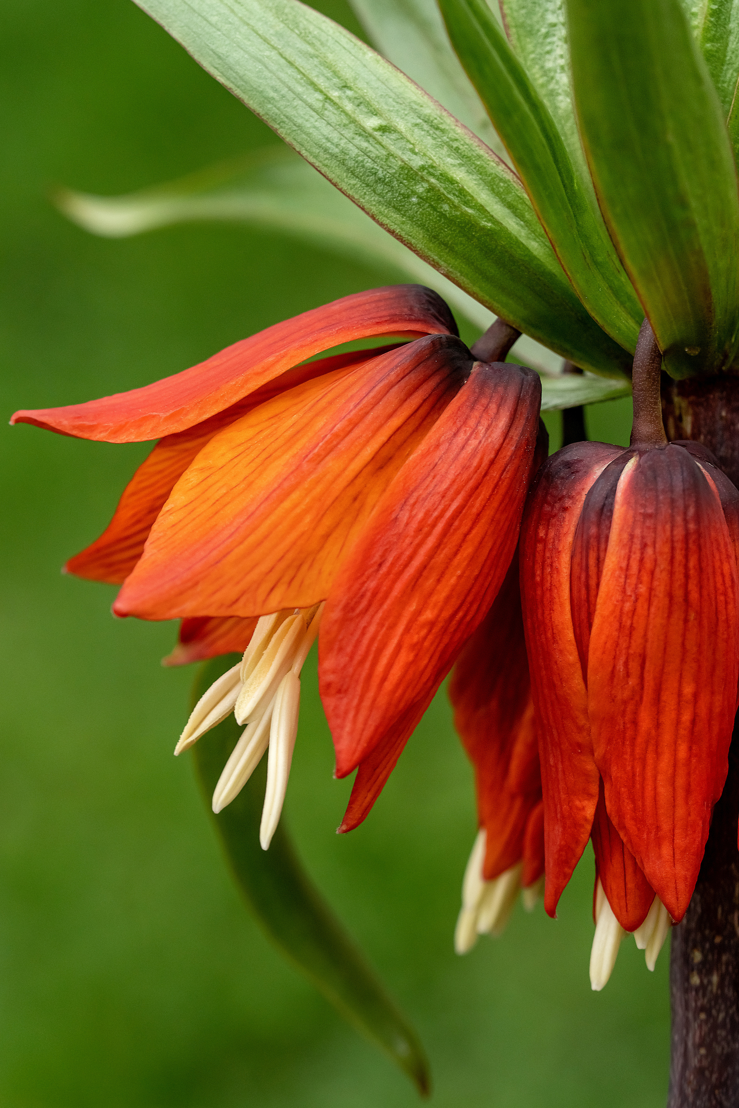 Makro. Kinder- und Familienfotograf in  Sachsen-Anhalt Svetlana Glassl
