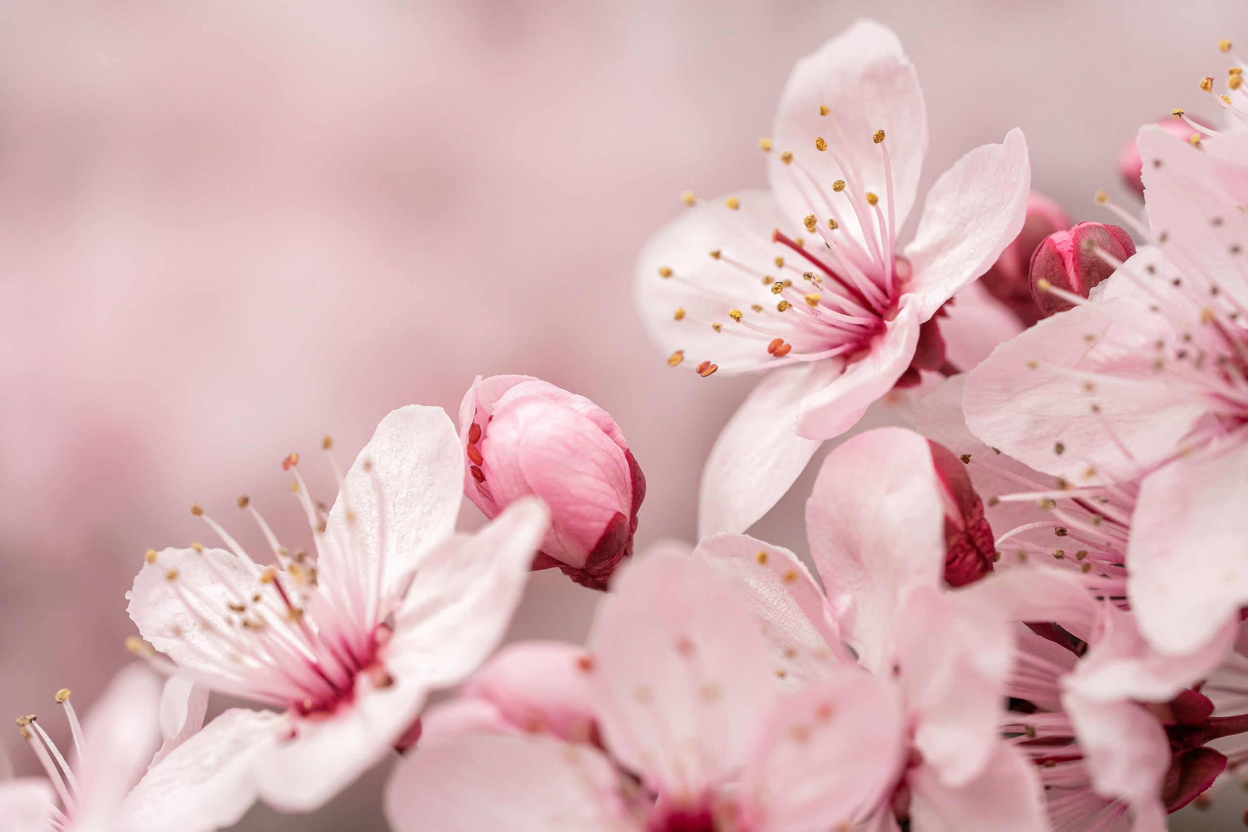 Makro. Kinder- und Familienfotograf in  Sachsen-Anhalt Svetlana Glassl