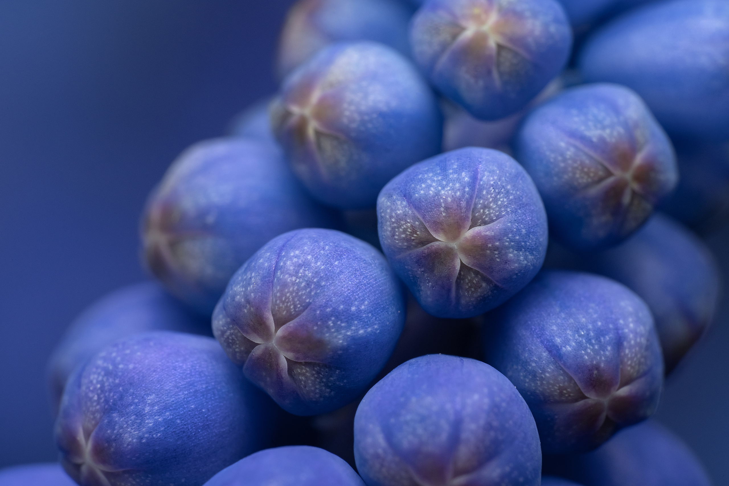 Makro. Kinder- und Familienfotograf in  Sachsen-Anhalt Svetlana Glassl