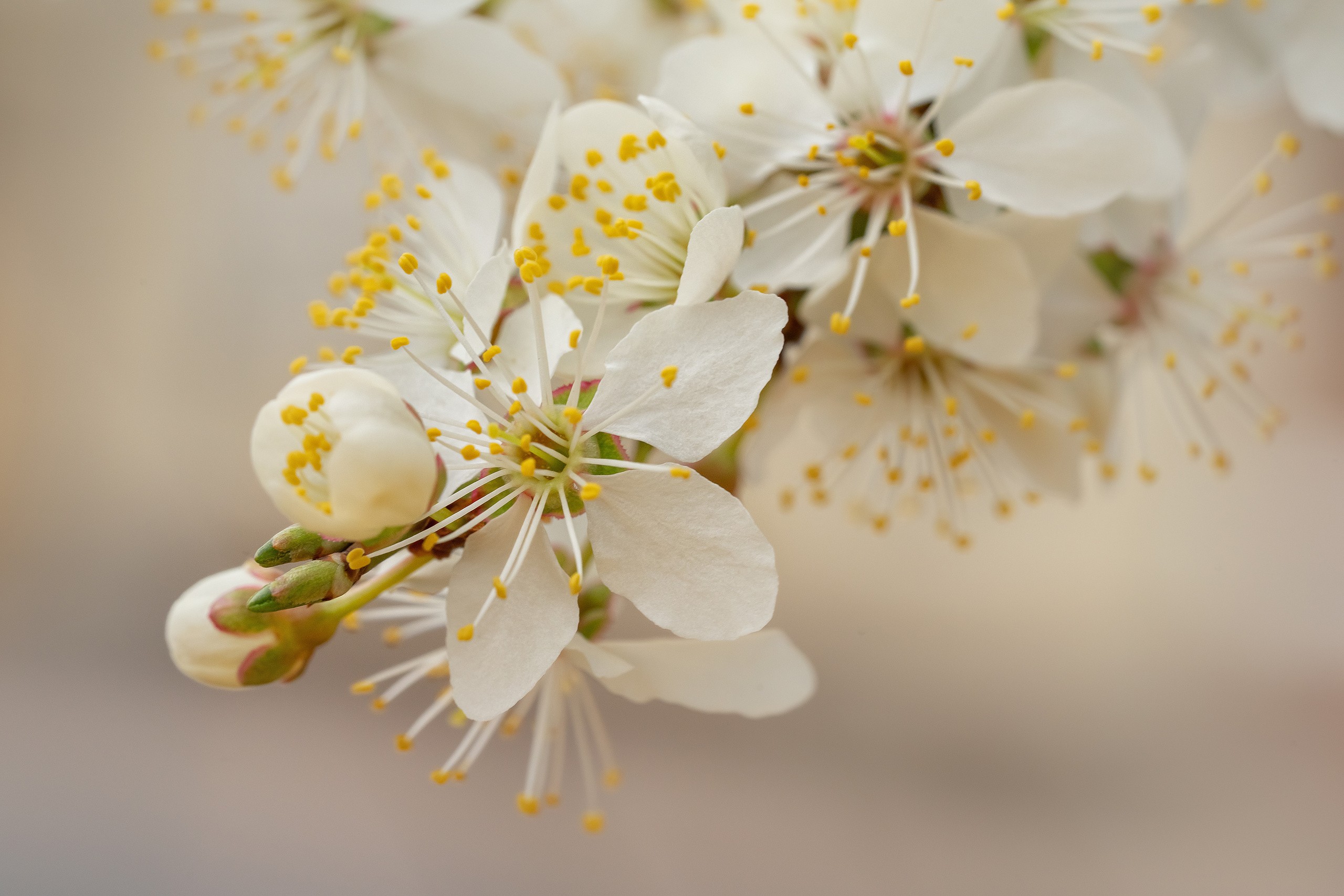 Makro. Kinder- und Familienfotograf in  Sachsen-Anhalt Svetlana Glassl