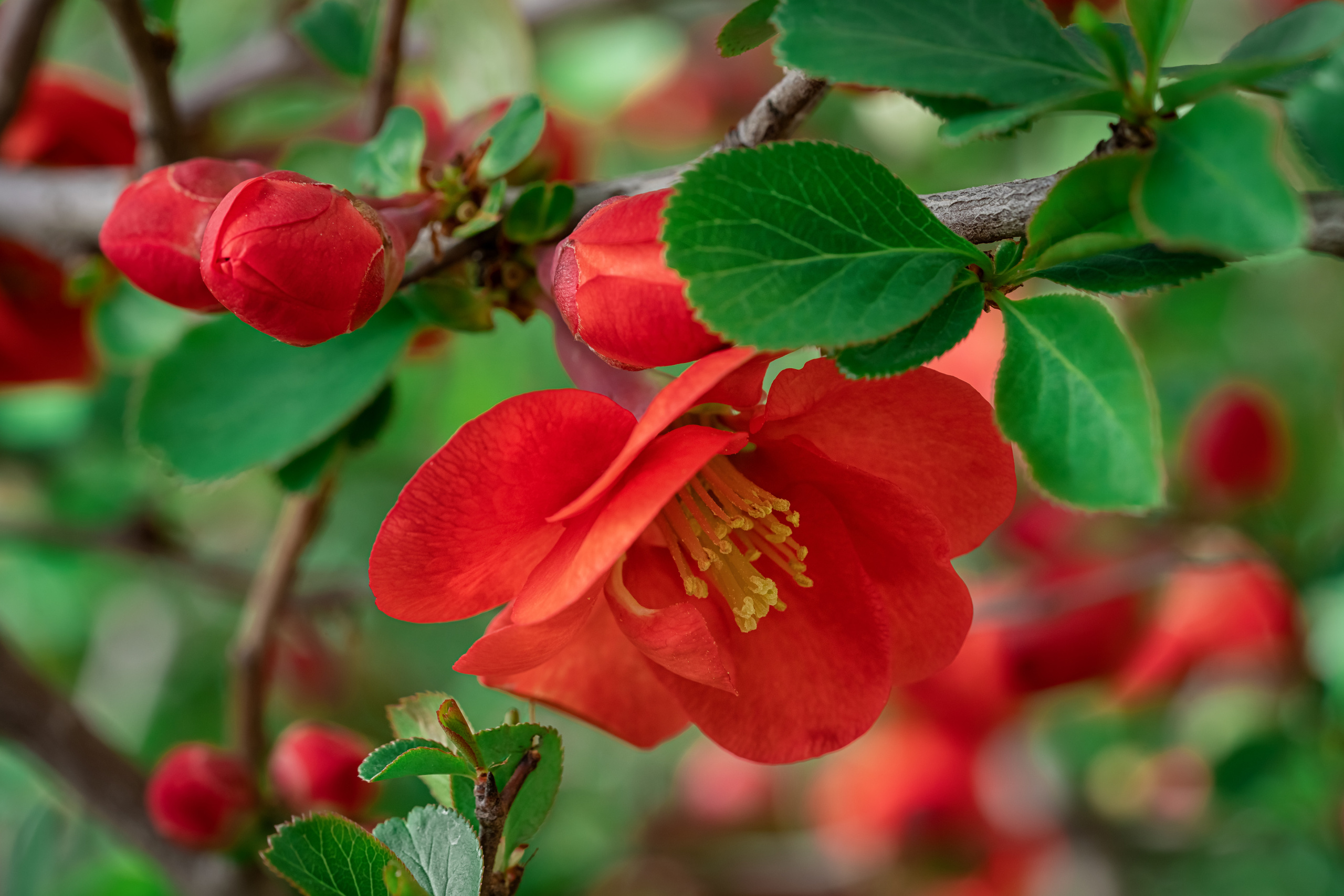 Makro. Kinder- und Familienfotograf in  Sachsen-Anhalt Svetlana Glassl