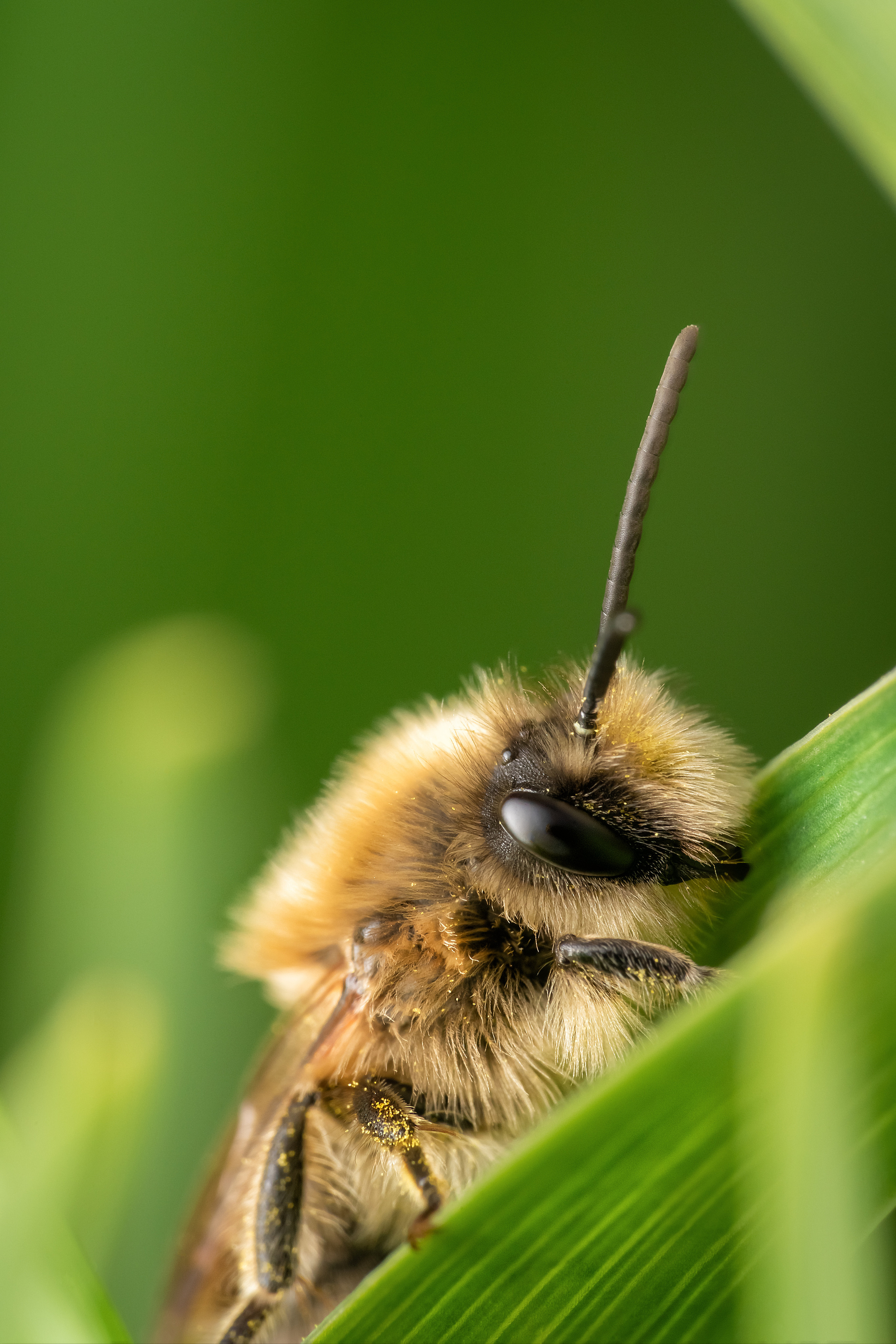 Makro. Kinder- und Familienfotograf in  Sachsen-Anhalt Svetlana Glassl