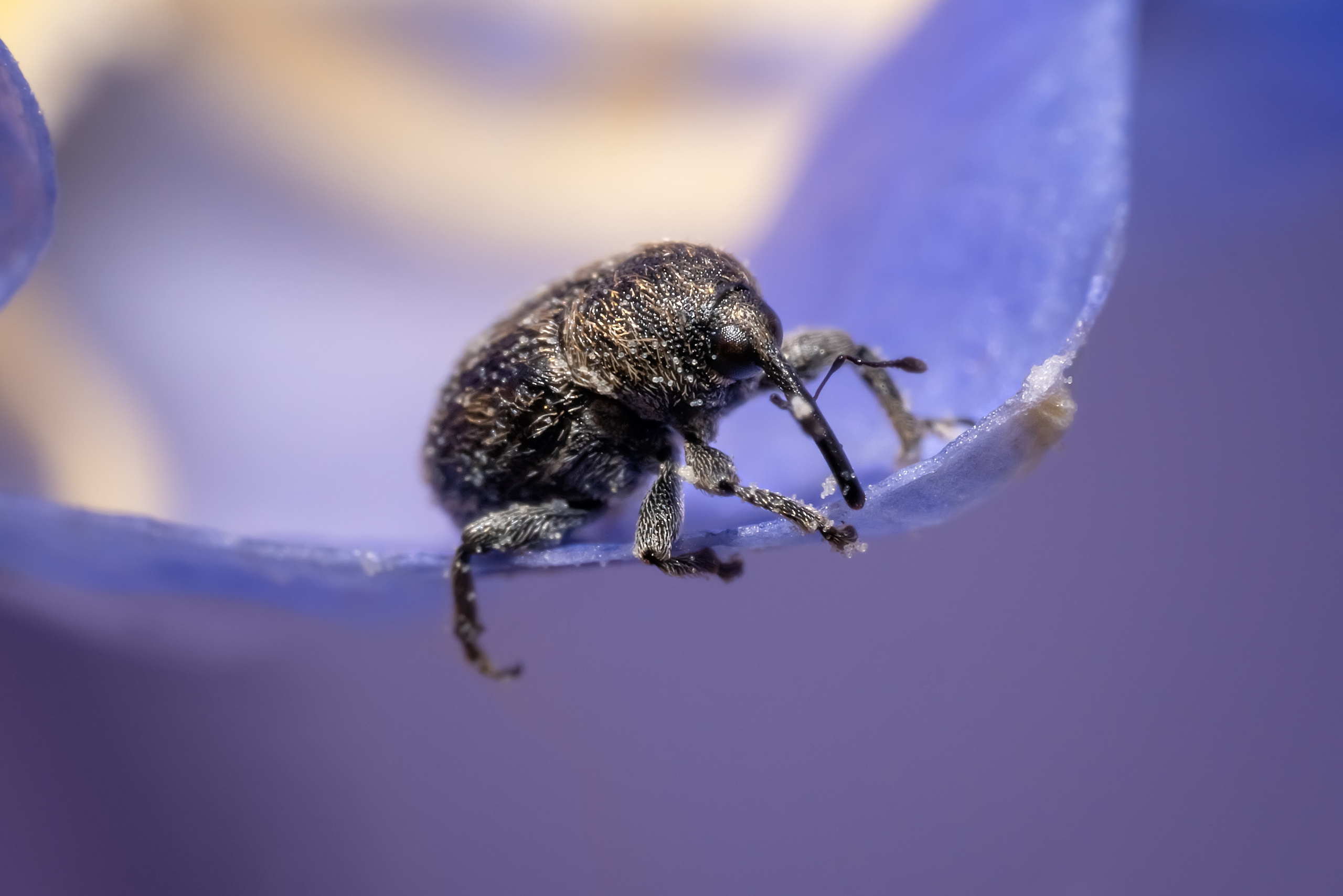 Makro. Kinder- und Familienfotograf in  Sachsen-Anhalt Svetlana Glassl