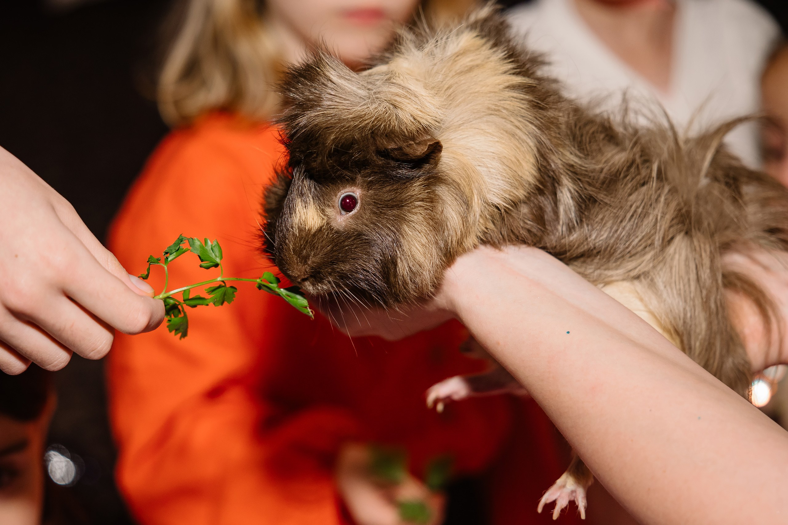 04.13.2025 First birthday. Wedding family event photographer in Chicago Nick Yushevich