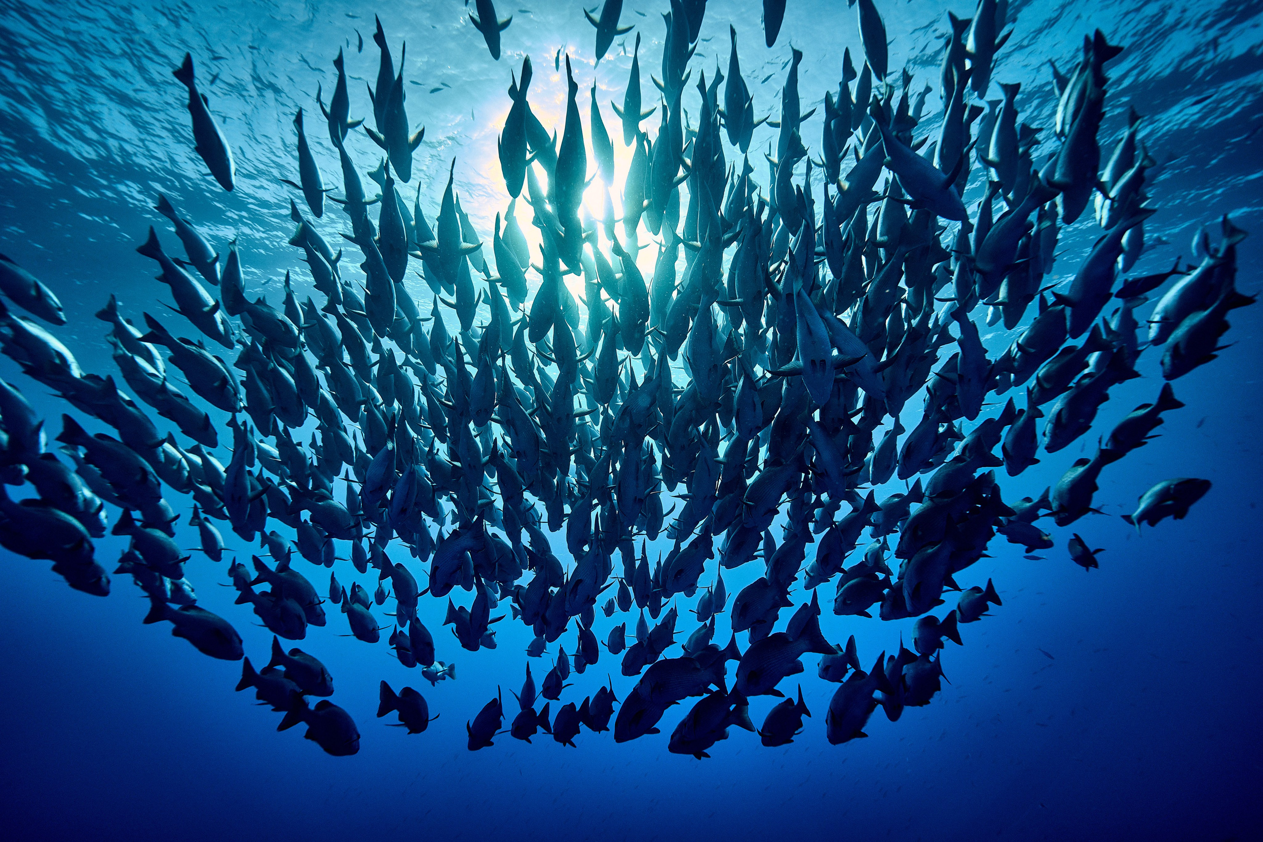 Mieszkańcy mórz. Andriej Szypilow — Photography & Videography