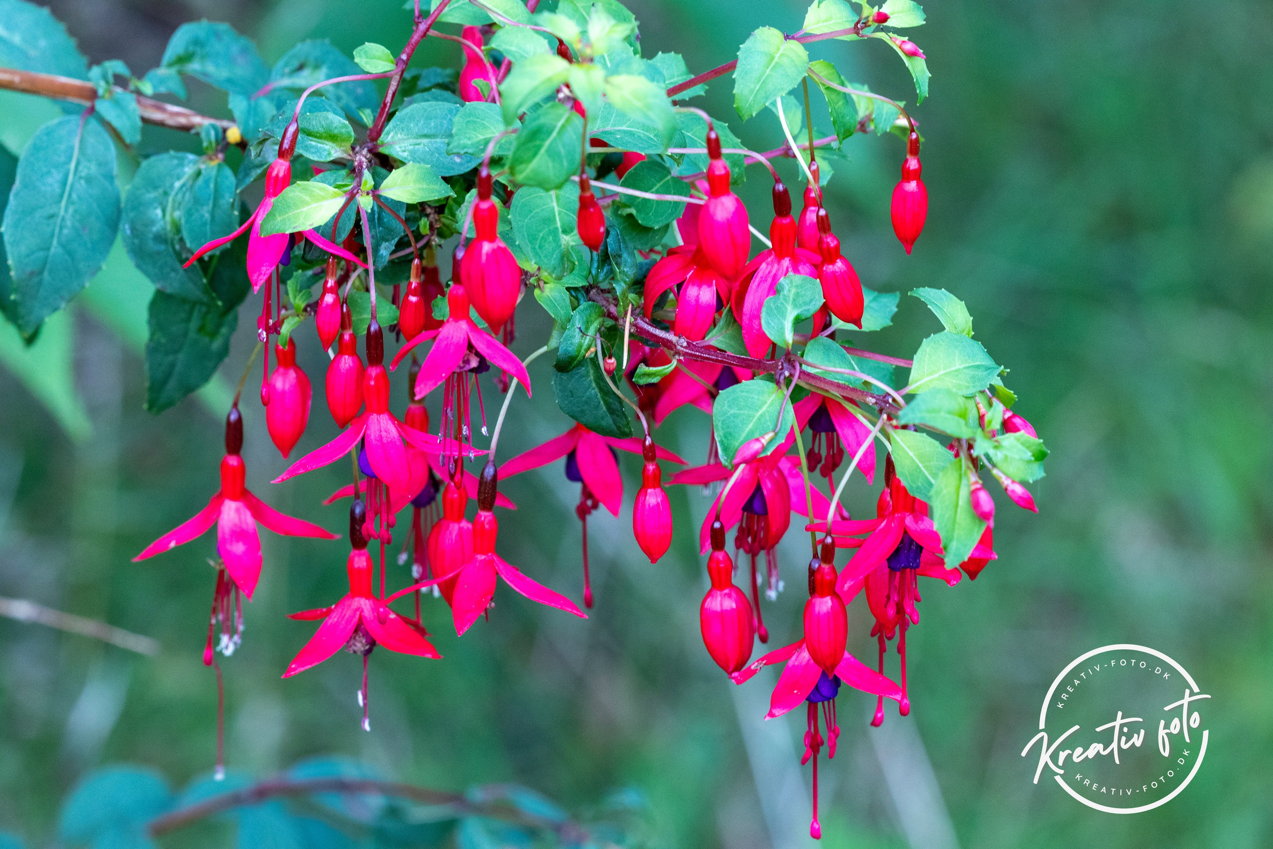 Efterår. Fotograf Aarhus | Portrætfoto Århus | Flotte billeder