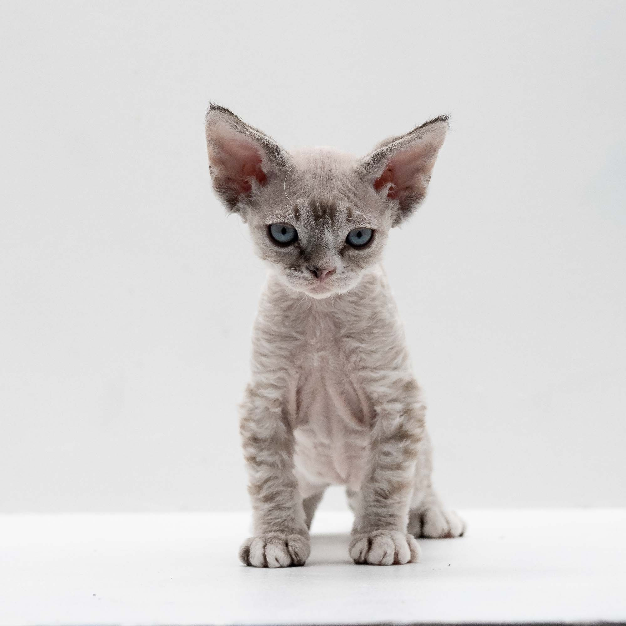 Fuzzy, boy, born on 01.01.25. Devon Rex Pixie Cattery