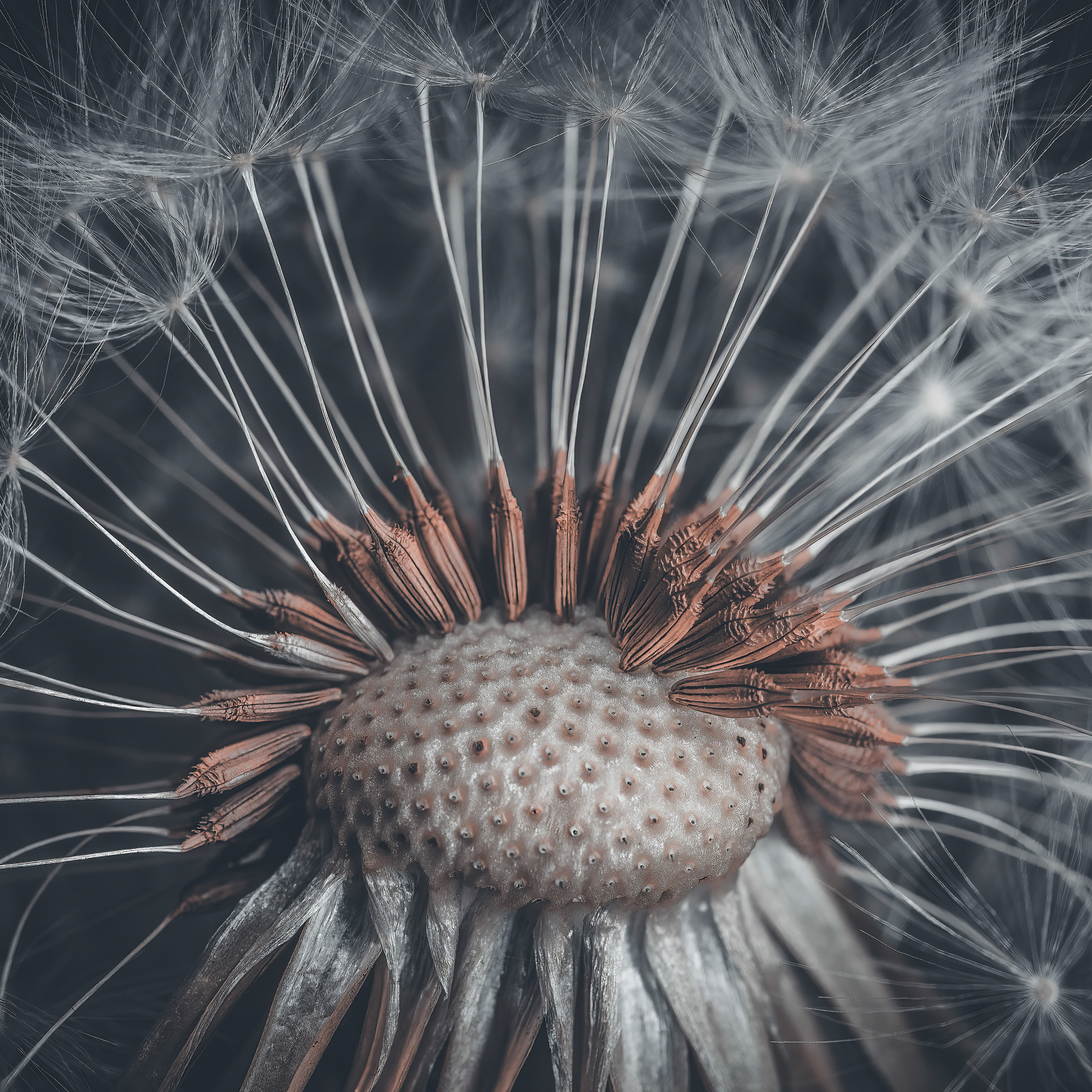 Portfolio. Creative Macro Photographer & Content Creator in Birmingham, UK — Lee Hall