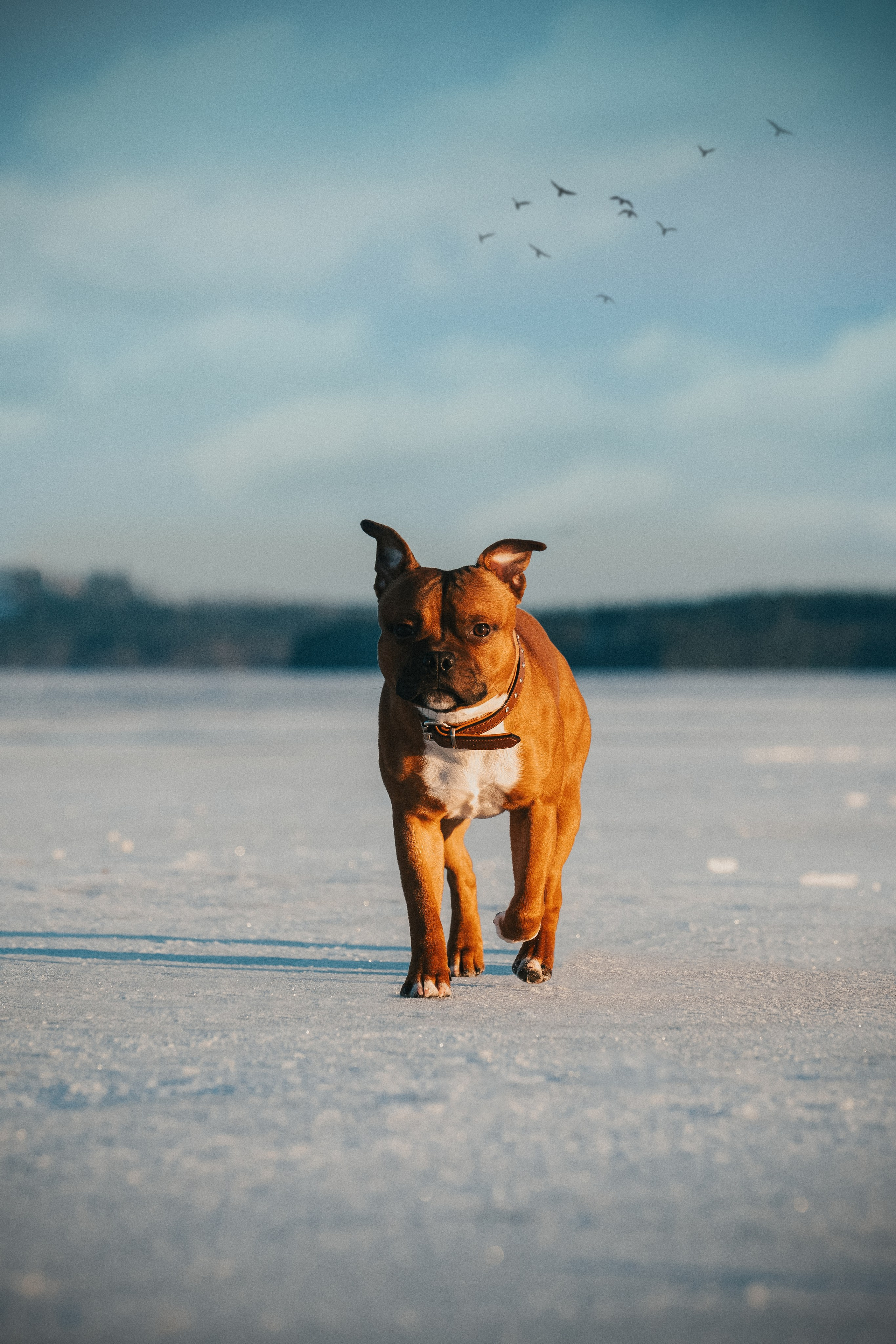 Eläimet. VEKE MEDIA