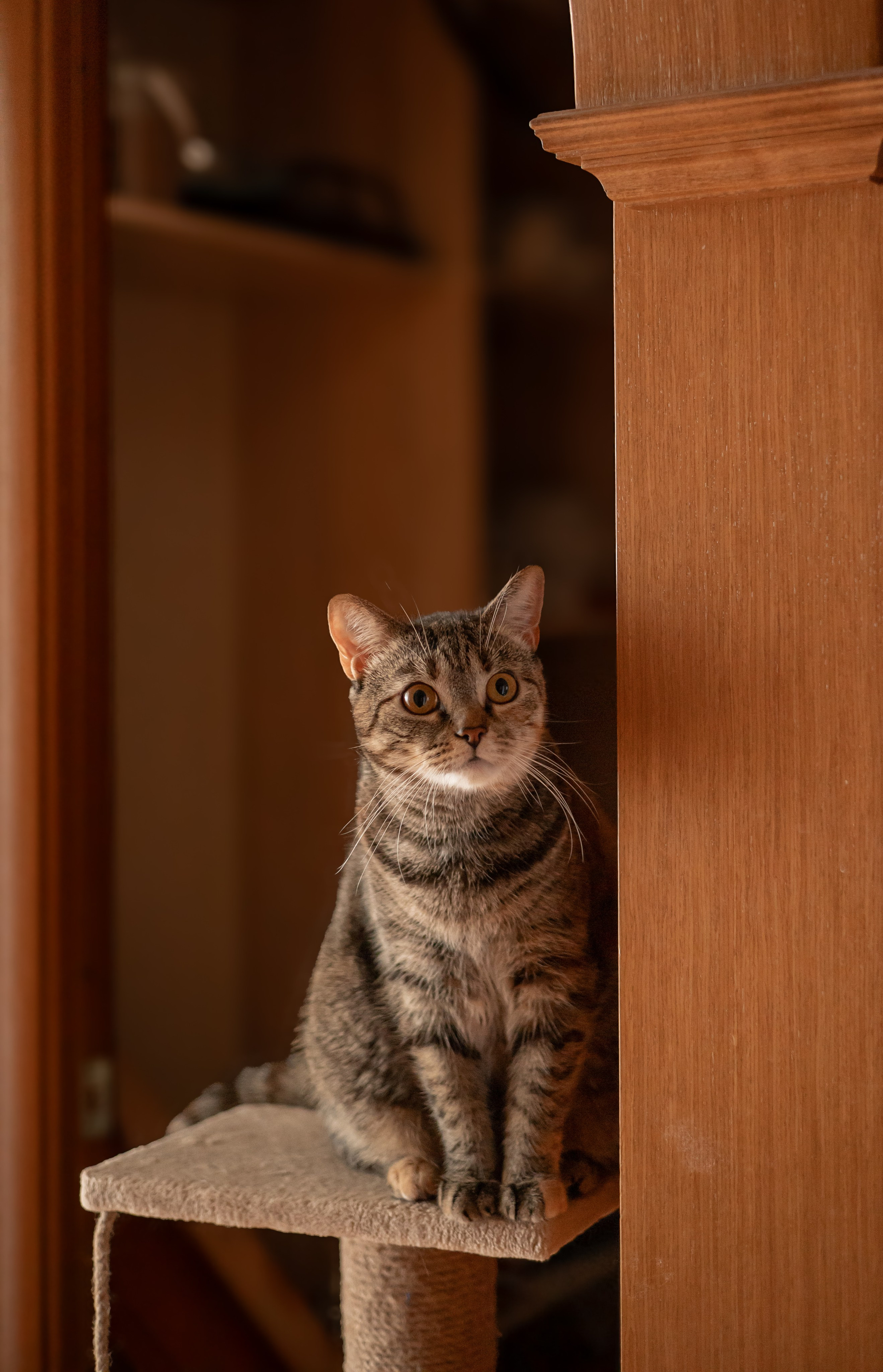 Настя, Долька и котейки. Фотограф-анималист | Белград