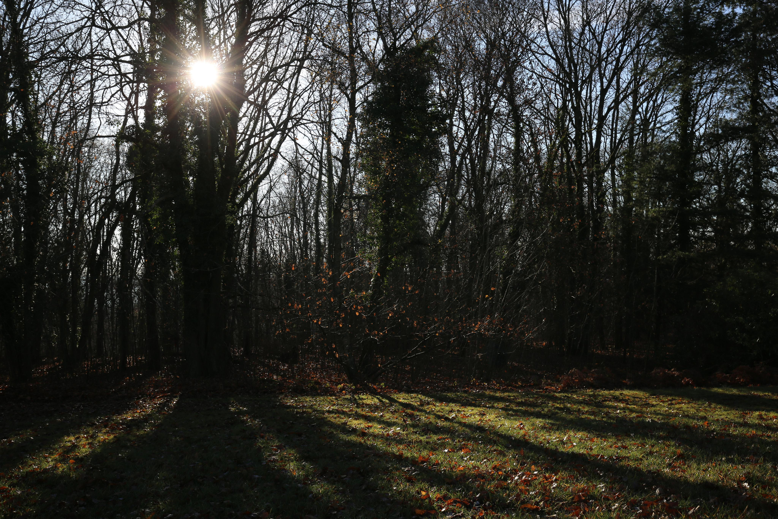Série CHANTIER. Quand la ville envahira la forêt  