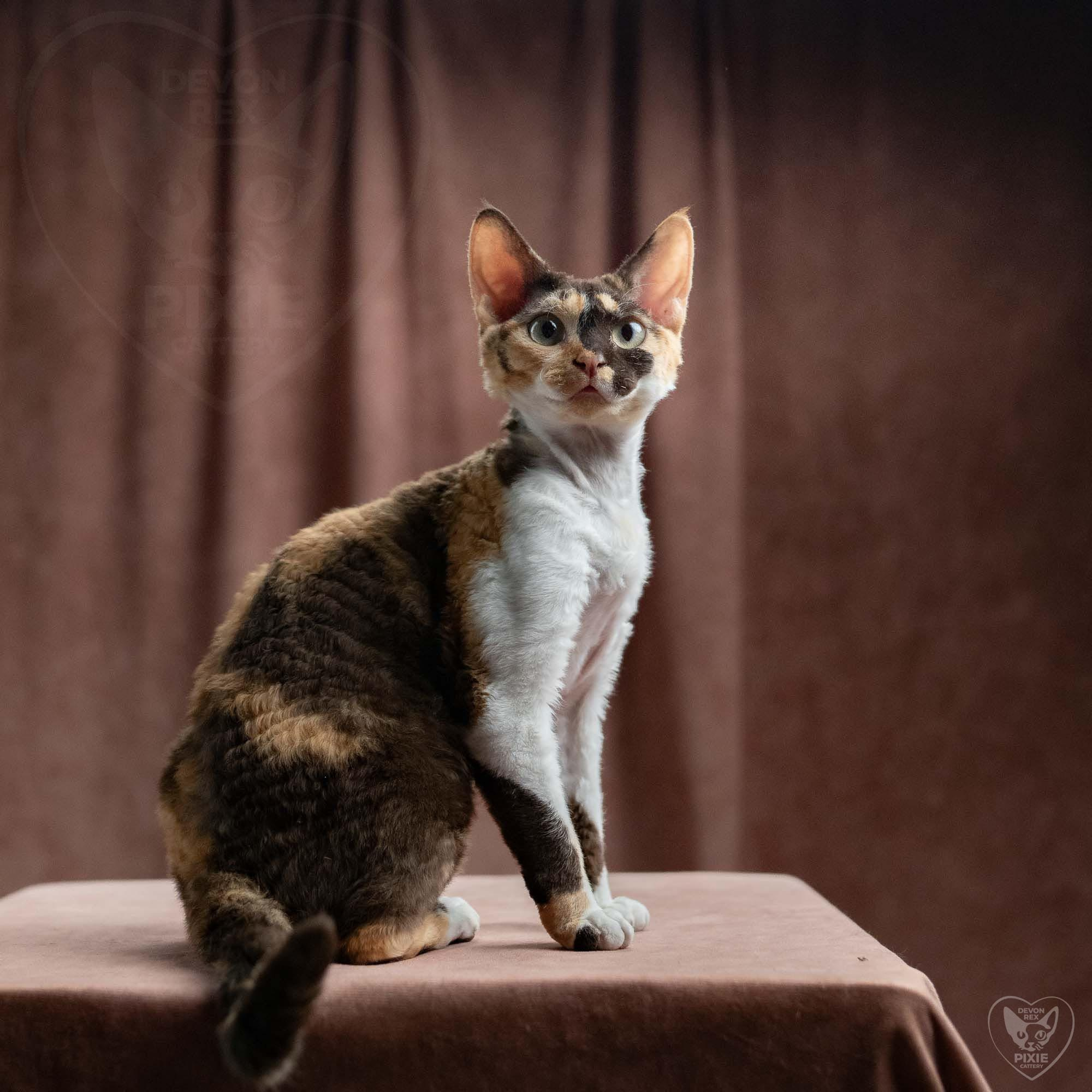 Dottie, girl, born on 06.06.24 NOT AVAILABLE. Devon Rex Pixie Cattery