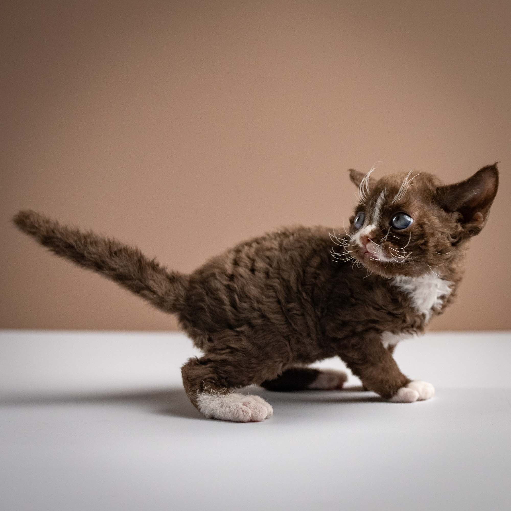 Preston, boy, born 02.11.26. Devon Rex Pixie Cattery