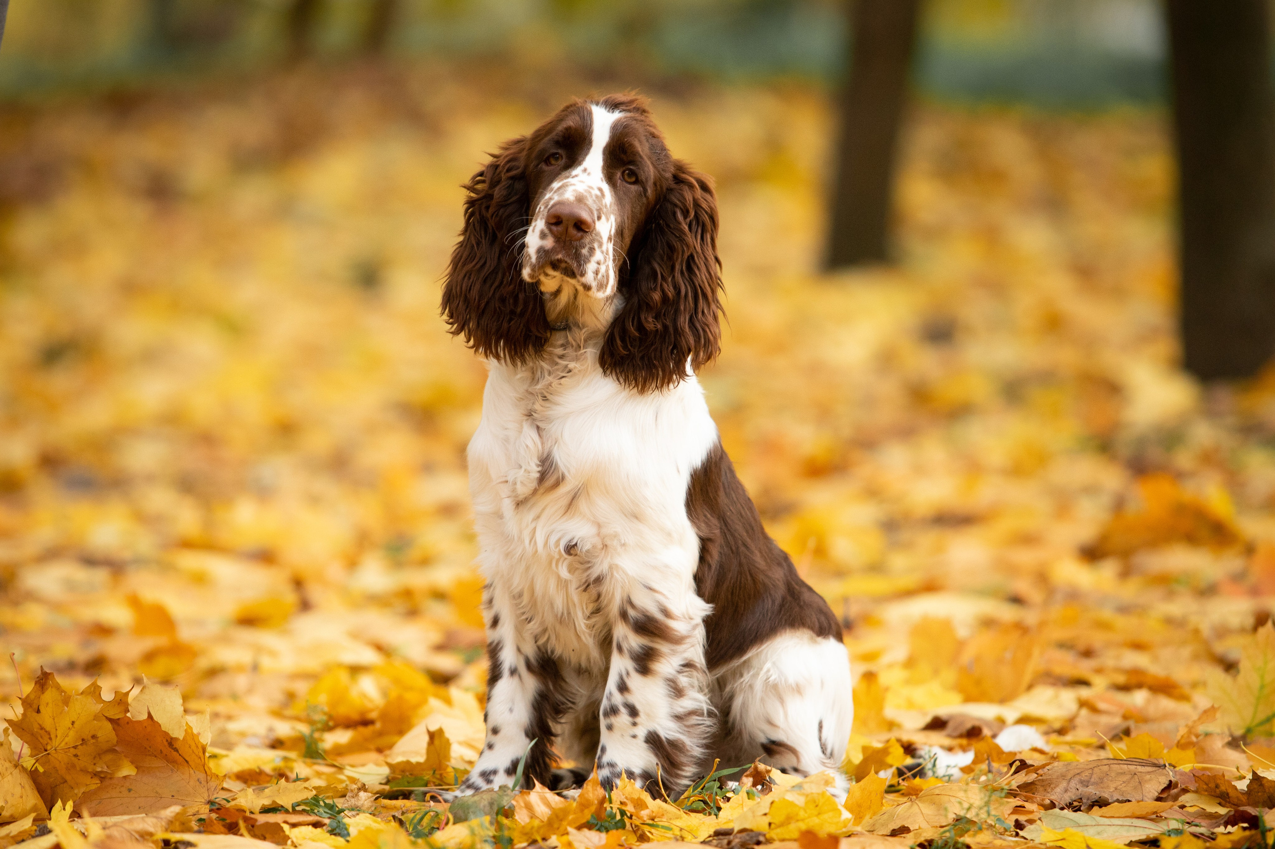 portrait of an English Springer Spaniel