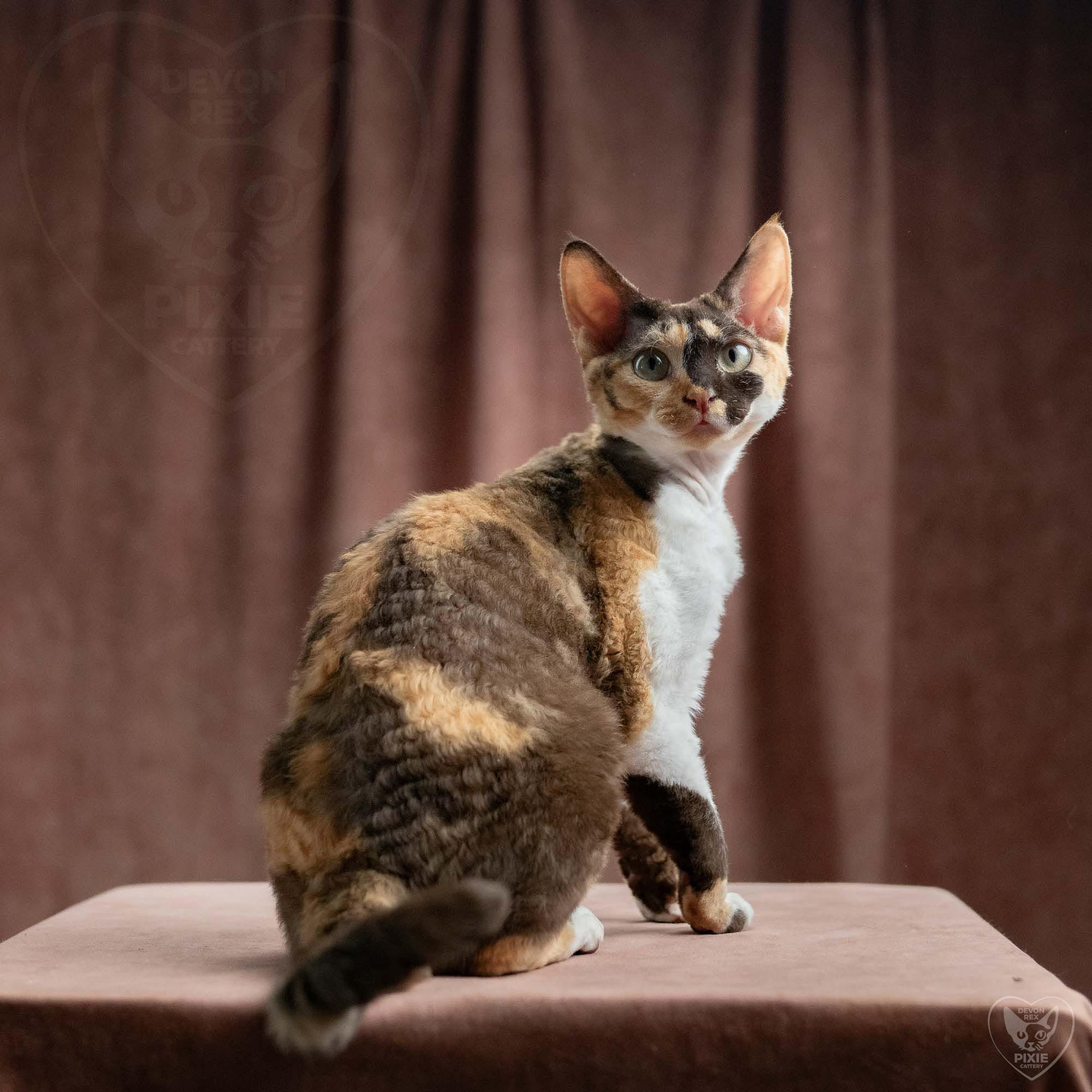 Dottie, girl, born on 06.06.24 NOT AVAILABLE. Devon Rex Pixie Cattery