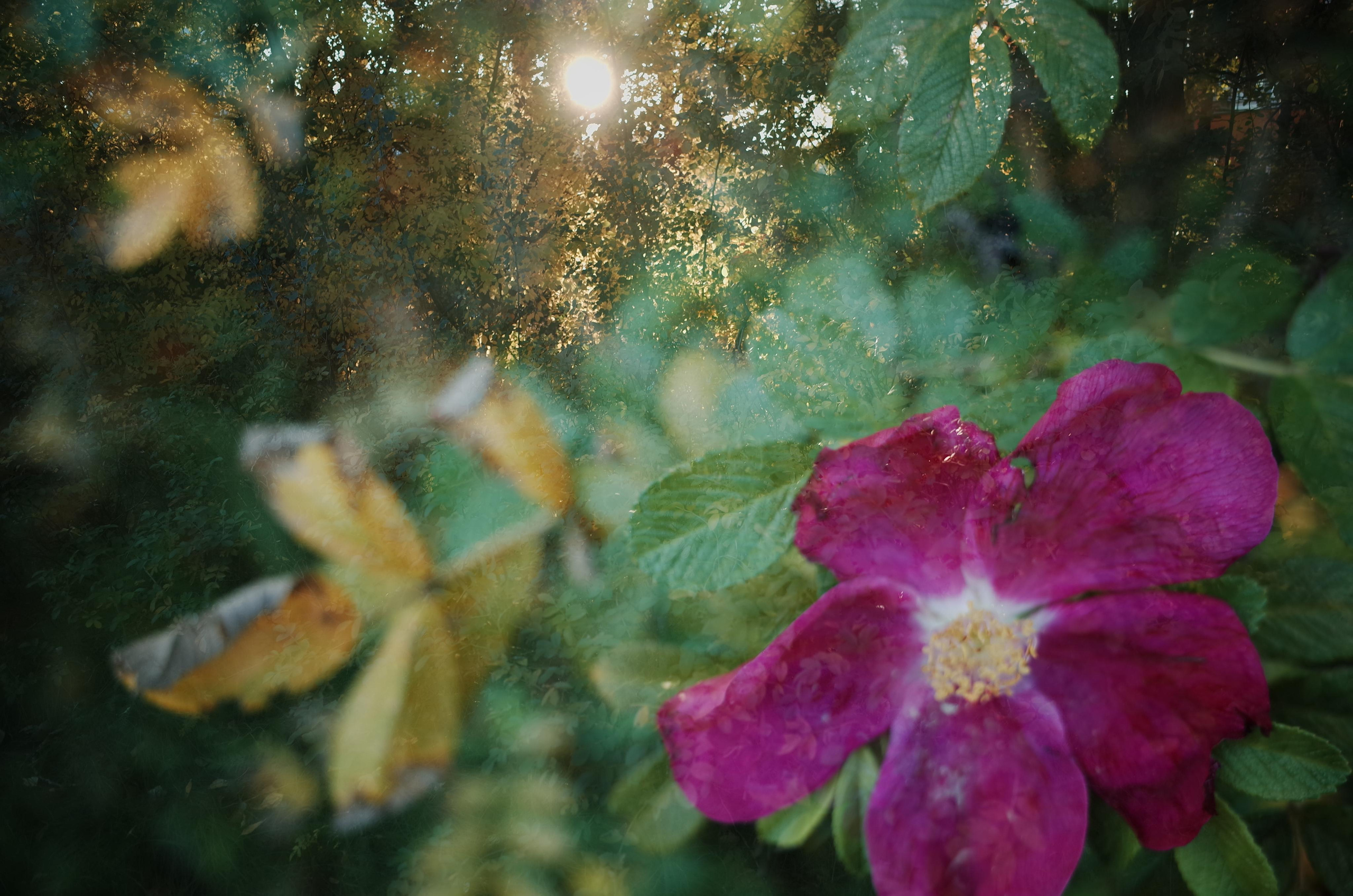 Little magic everythere. Victoria Dini. Art photography in London / Folkestone, UK