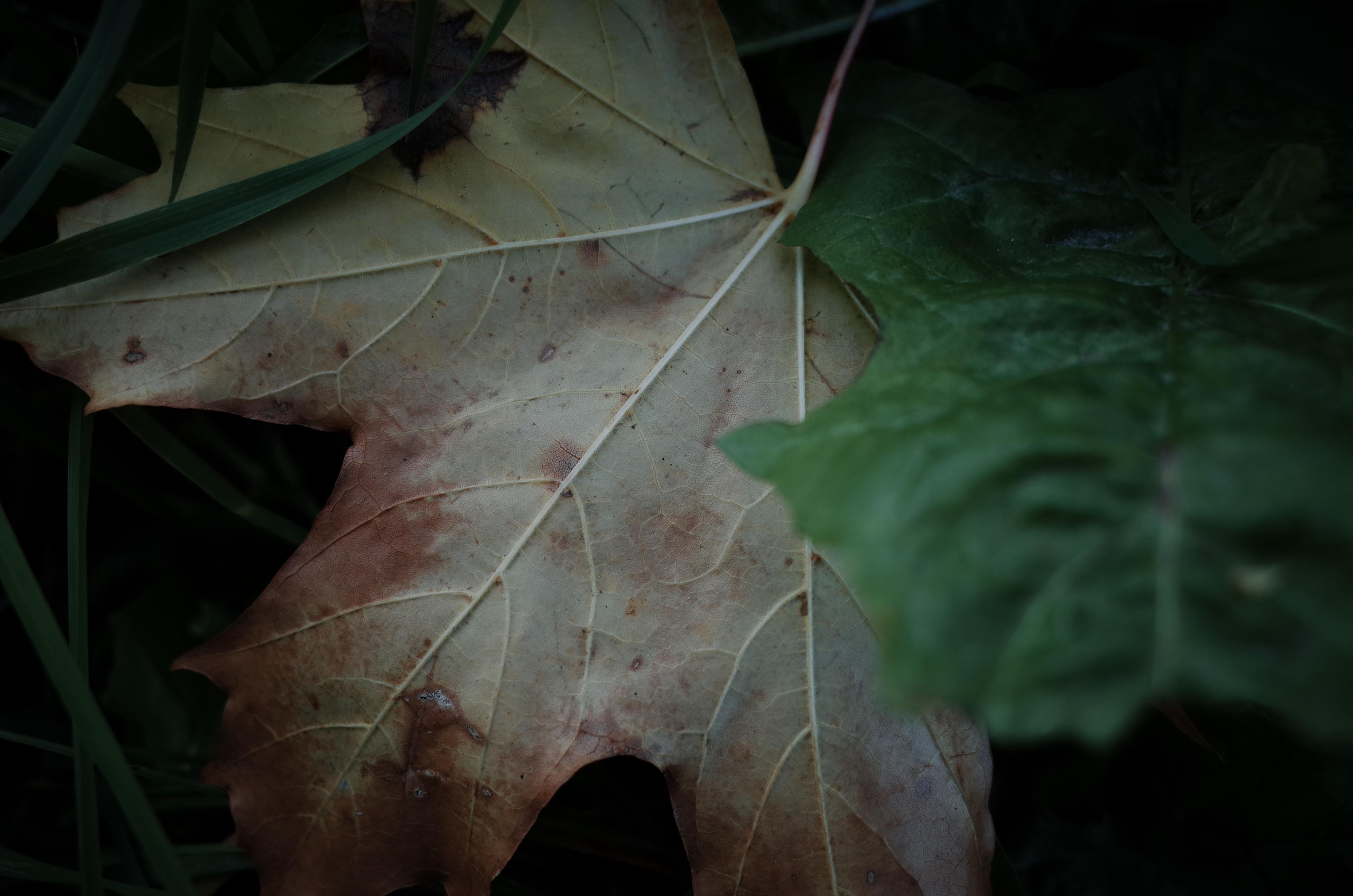 Little magic everythere. Victoria Dini. Art photography in London / Folkestone, UK