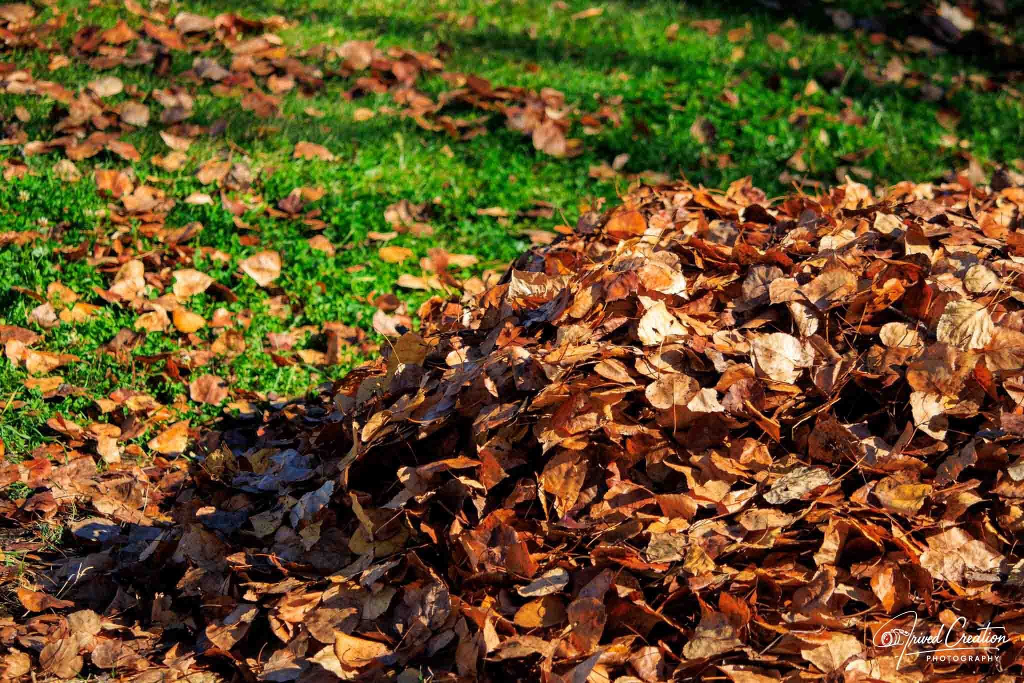 Landscape & Nature. Prived Creation