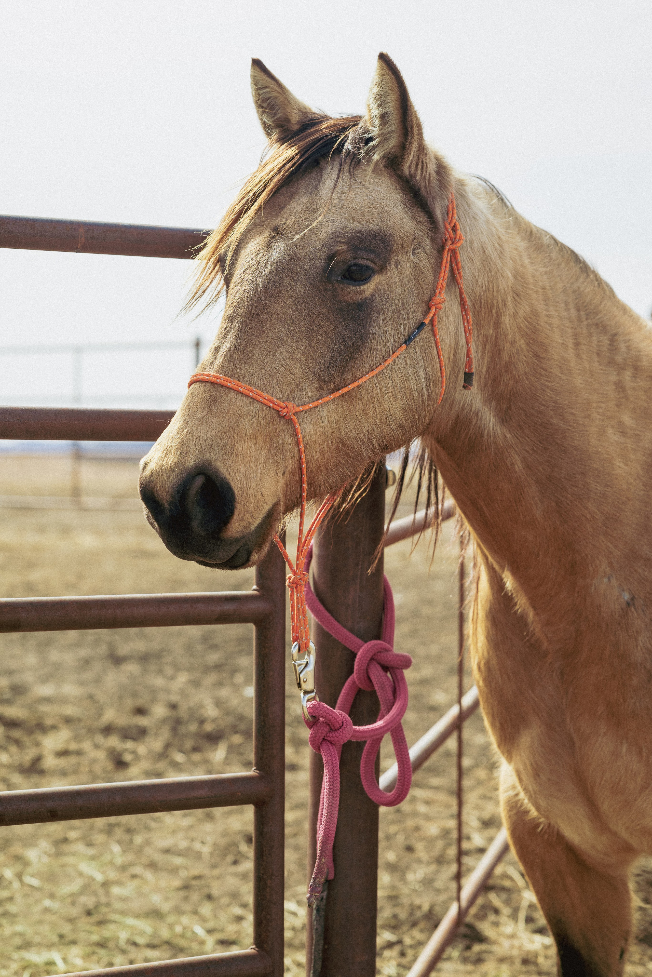 Farm animals. Victoria Lyubchenko — fine art photography in Bismarck, ND