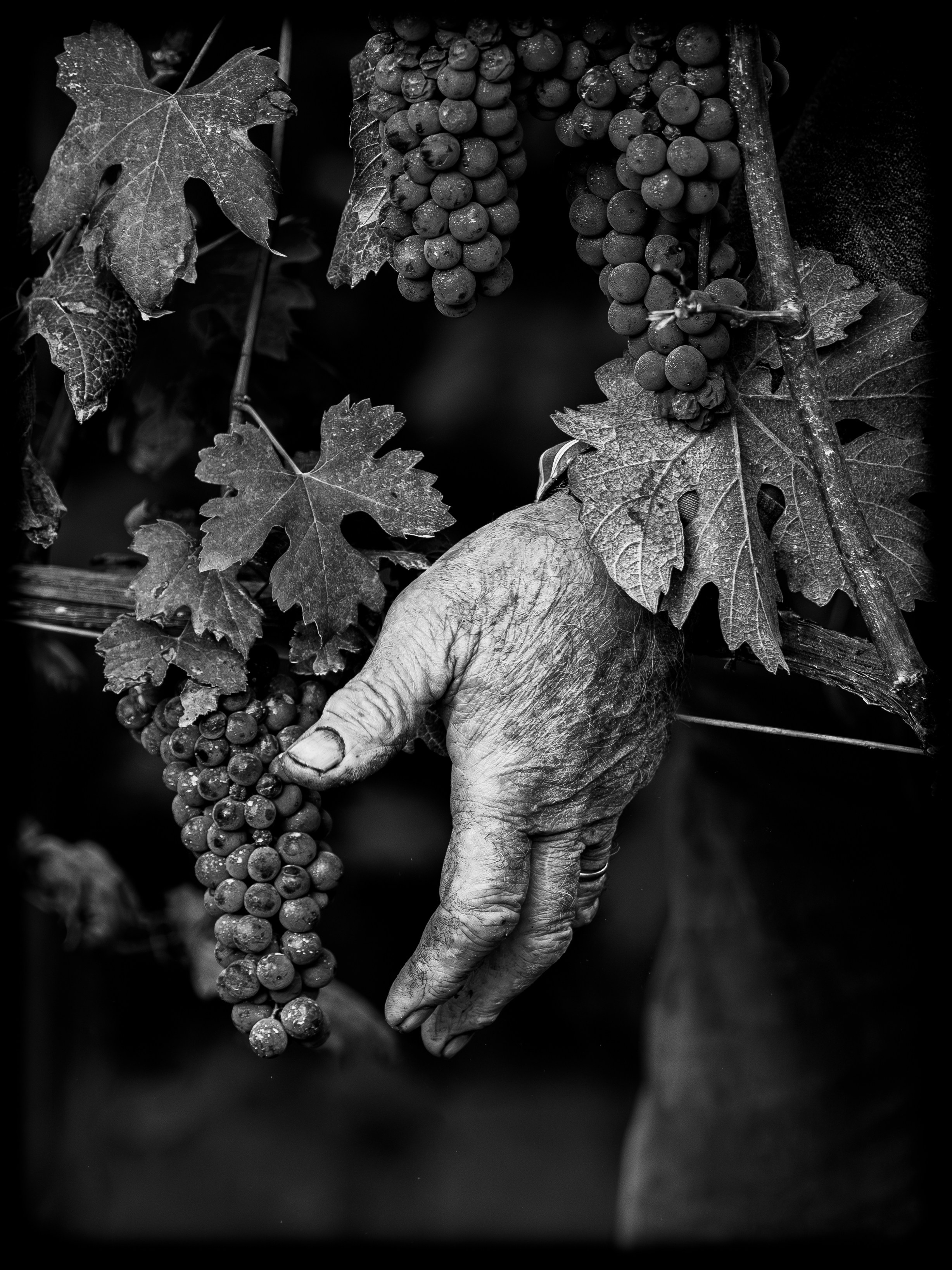 Cantine Boasso Serralunga. “Gianmaria Coscia fotografo per passione”