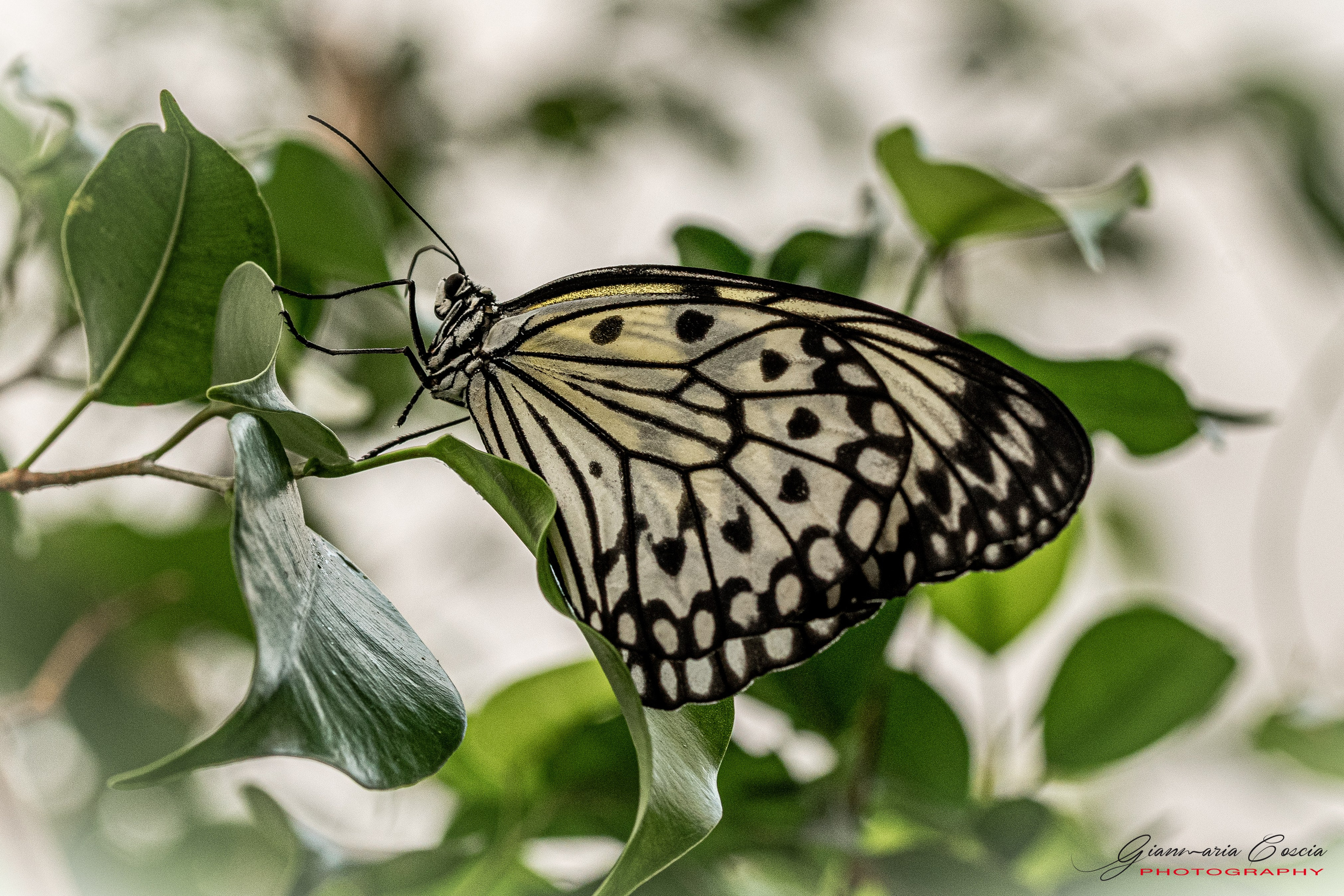 “Gianmaria Coscia fotografo per passione”