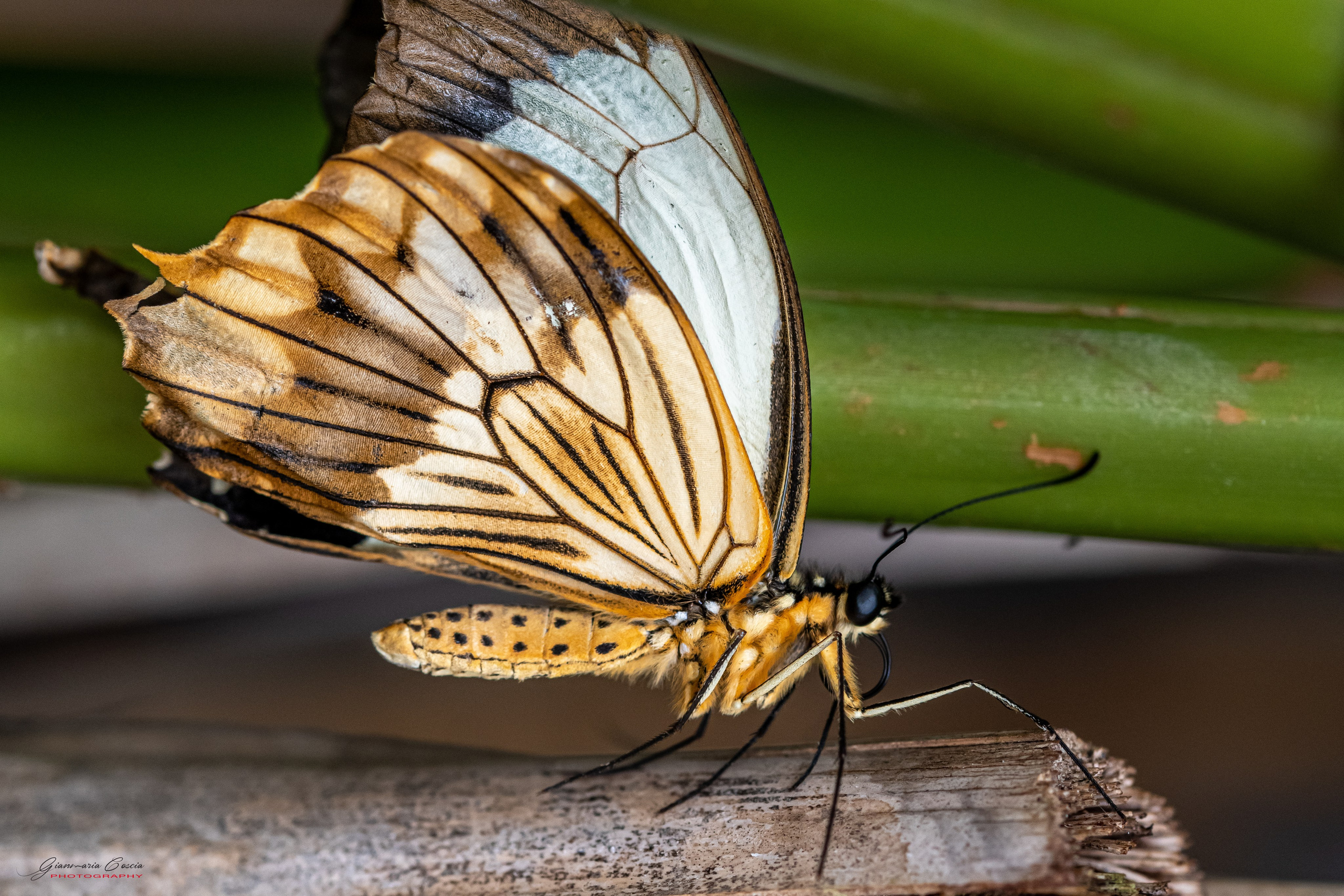 Farfalle. “Gianmaria Coscia fotografo per passione”